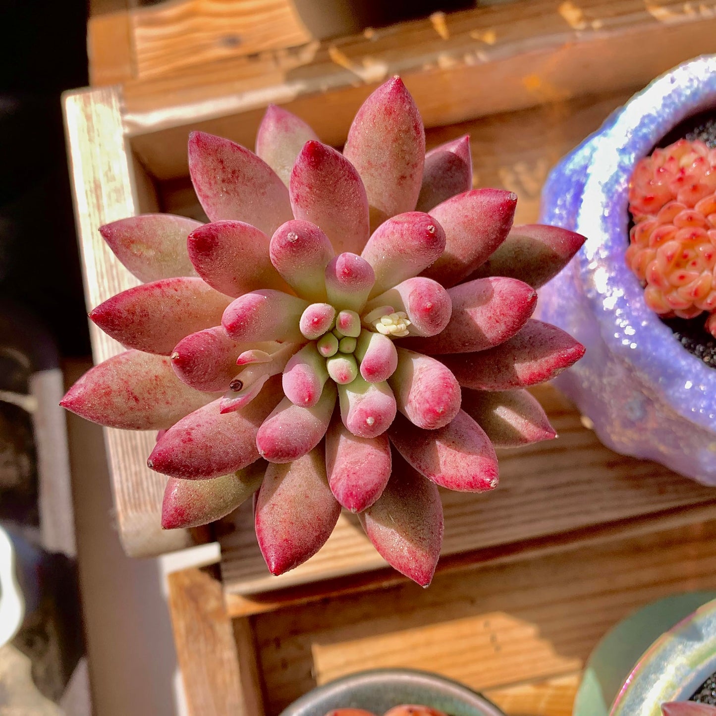 Generic Echeveria Cherry Rare Live Succulent Plants, 1 Head Pot Size 2"" Pink Live Plant, Excludes Pot & Soil, Garden Indoor Office Desk, Wedding Party Baby Shower Decor, Gift for Plant Enthusiasts