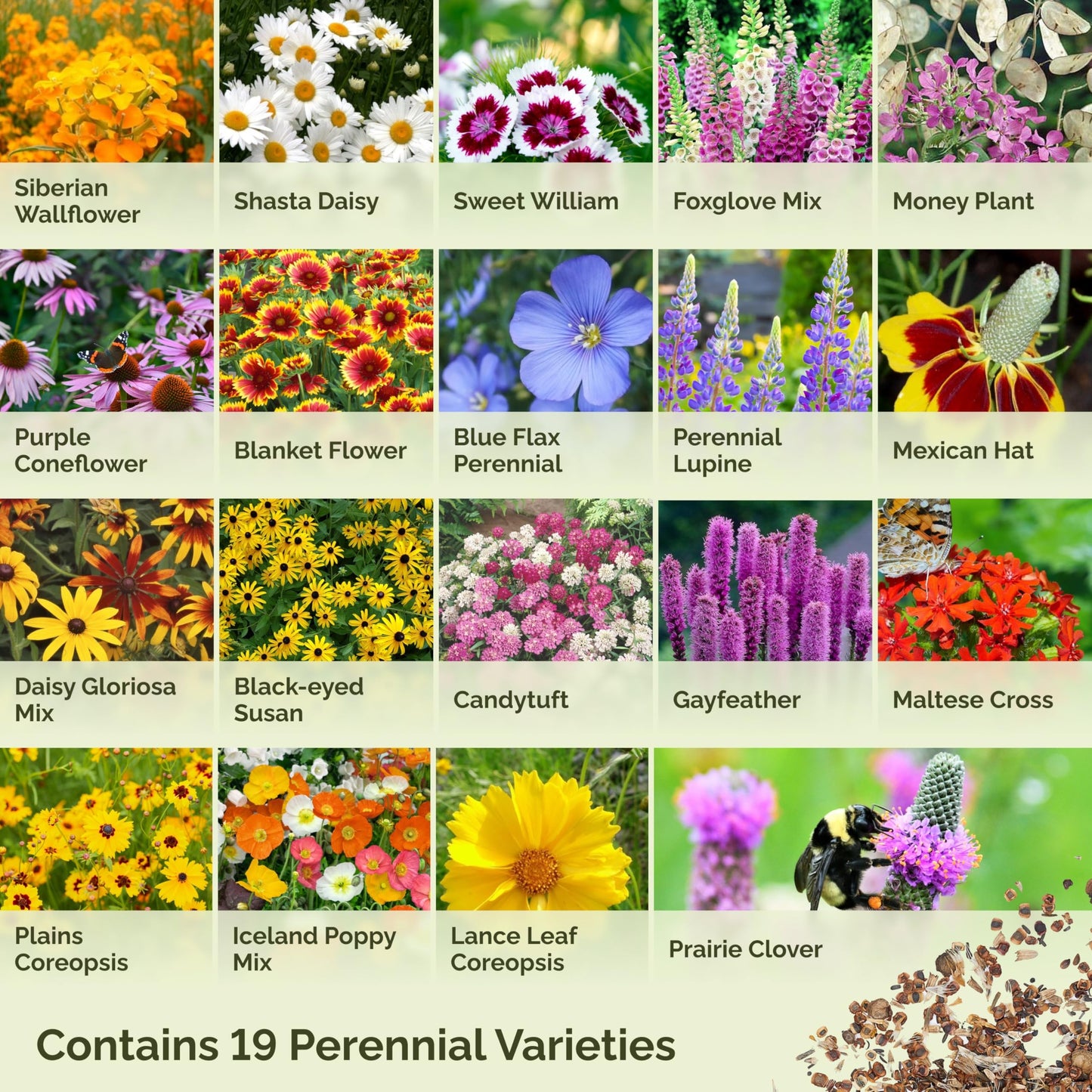 Eden Brothers All Perennial Wildflower Mixed Seeds for Planting, 1/4 lb, 120,000+ Seeds with Lupine, Shasta Daisy | Attracts Pollinators, Plant in Spring or Fall, Zones 3, 4, 5, 6, 7, 8, 9, 10