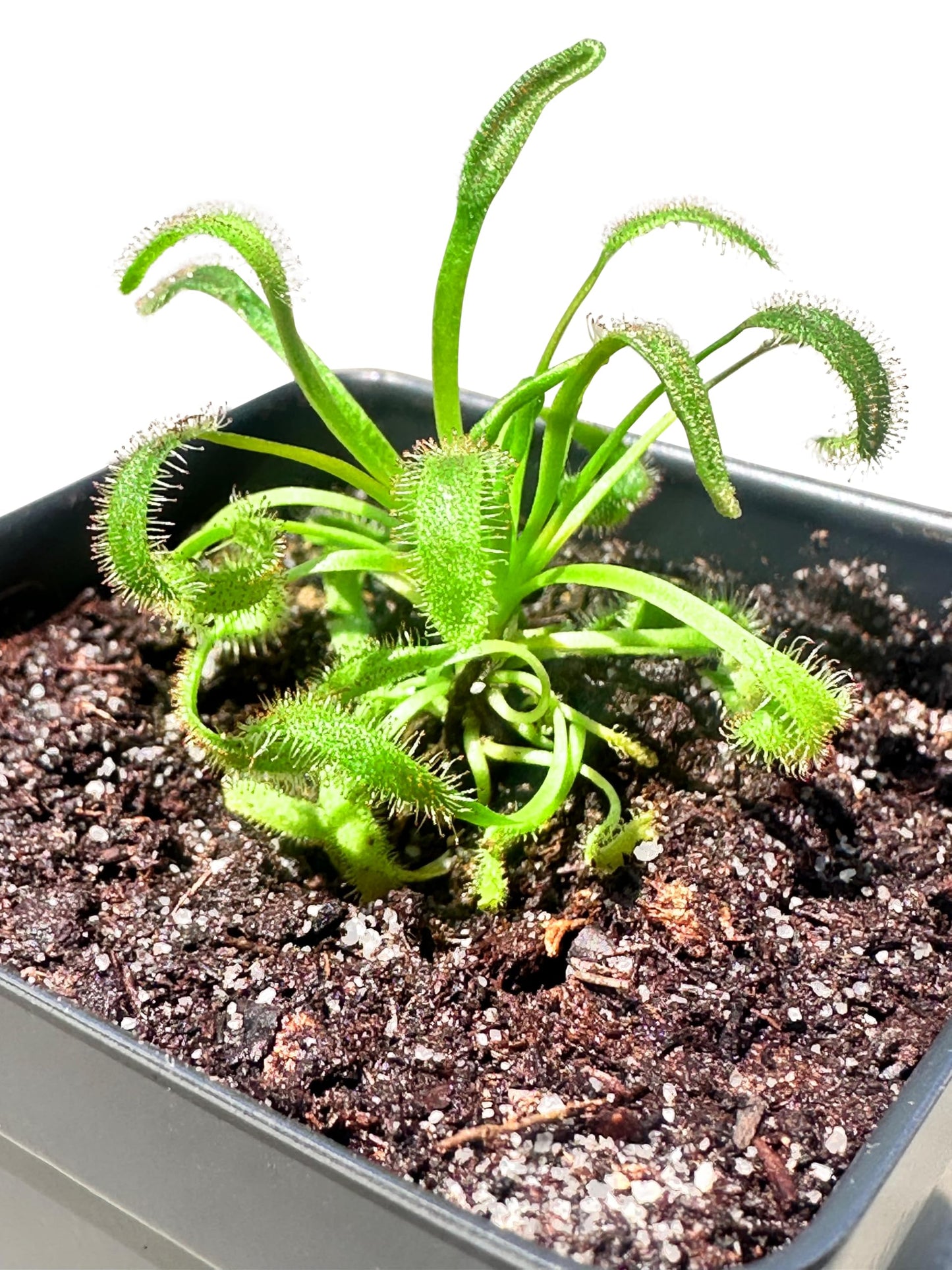 Cape Sundew (Drosera capensis) – Carnivorous Plant with Pot, Easy Indoor Grow Kit for Beginners & Nature Enthusiasts