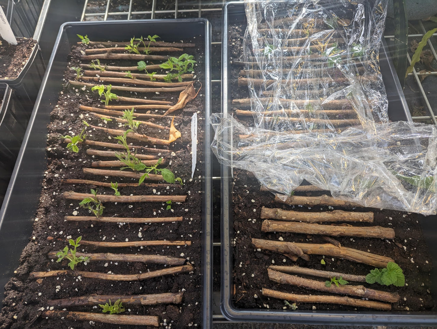 3 Caroline Red -Raspberry Plants (Pack of 3 Bare Root) -Delicious-Organic Grown