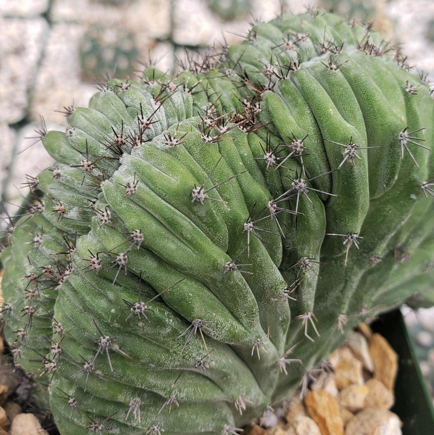 polaskia chichipe crestata Cacti Cactus Succulent Real Live Plant