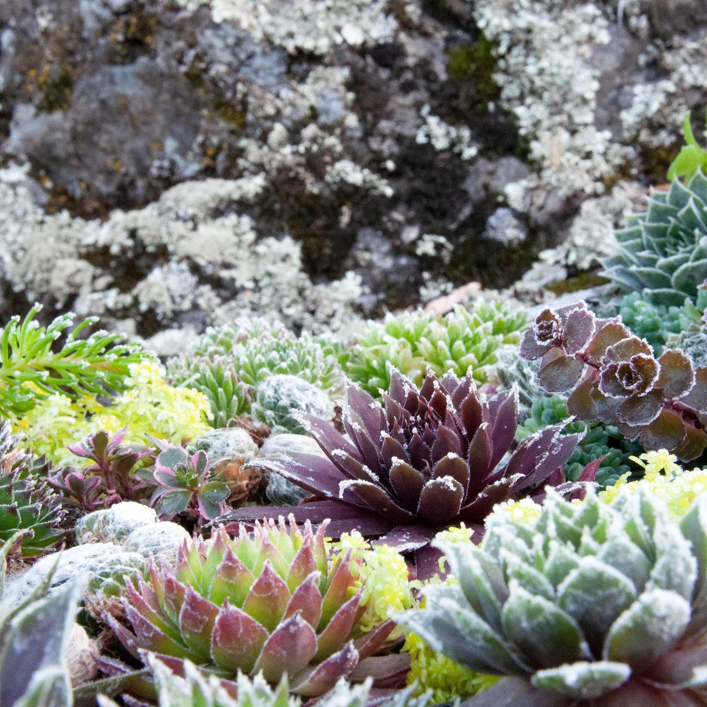 Mountain Crest Gardens Hardy Succulent Variety Pack - 12 Frost-Tolerant Live Plants, Rooted in 2 Inch Pots - Real Outdoor Succulents for Rock Gardens, Landscaping, DIY Arrangements