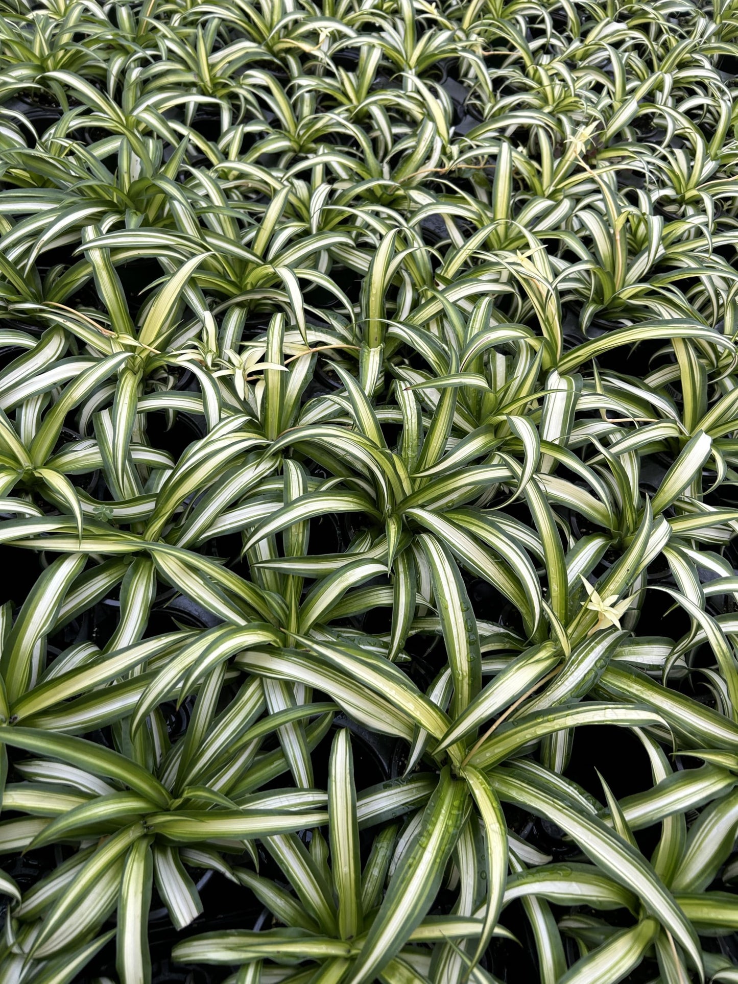 Spider Plants Live House Plants ~ Collectors Pack 6 Varieties ~ Airplane, Reverse, Hawaiian, Bonnie Curly, OG Green and Reg Green - 12 Live Starter Plants