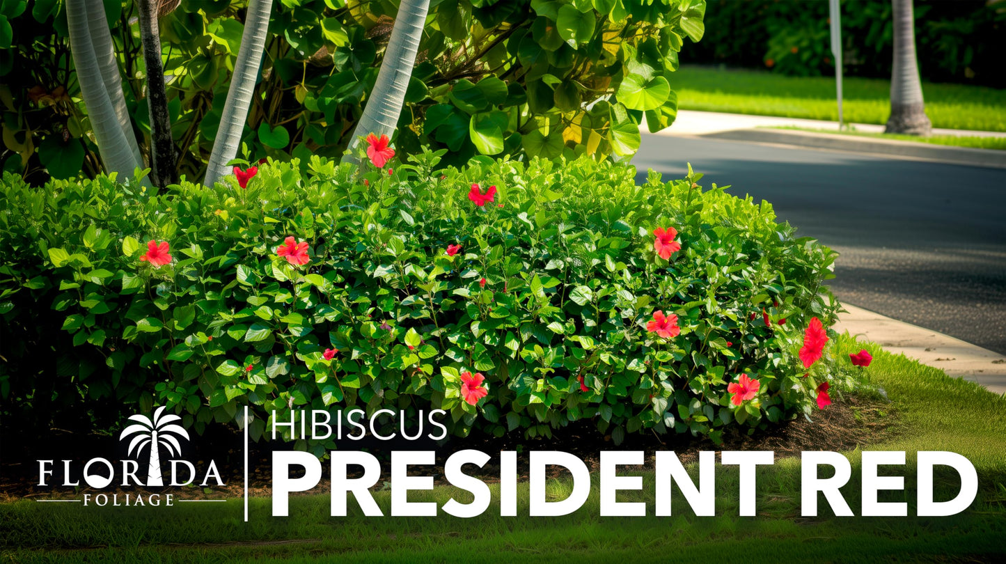 Hibiscus President Red | 3 Live Plants | Hibiscus Rosa-Sinensis | Vibrant Red Blooms | Tropical Garden Beauty | Eye-Catching Flowering Shrub