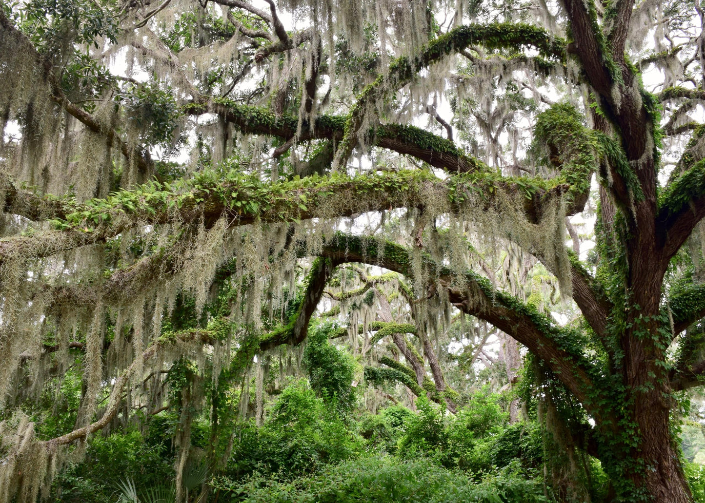 ragnaroc Tillandsia Usneoides ‘Thick-Colombian Spanish Moss’ - ragnaroc Indoor Tropical Plant 16” / 3 oz - Live Arrival Guaranteed - Live Air Plant & House Plants for Home Decor & Gift