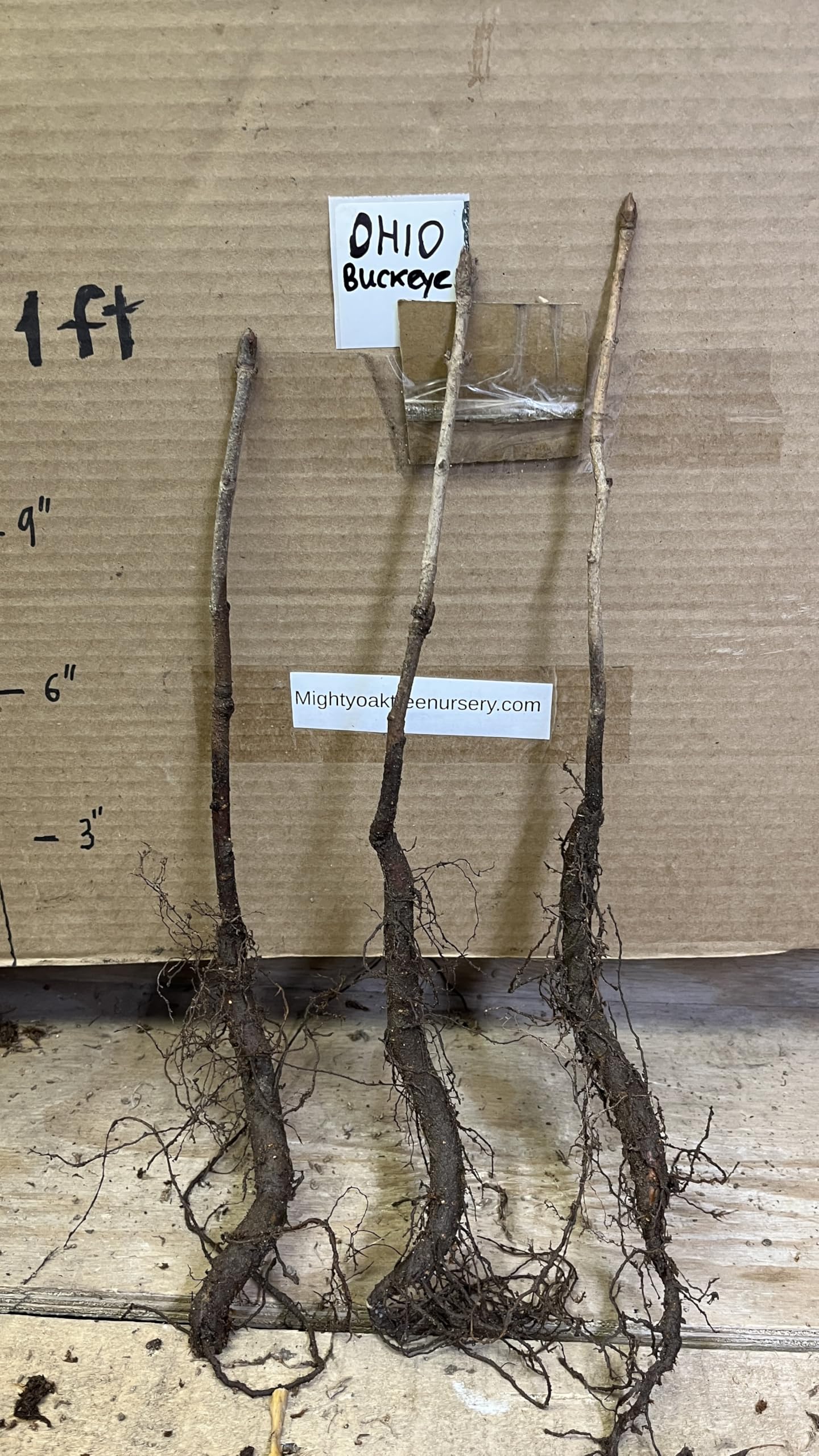 6-12” Tall Ohio Buckeye (Aesculus glabra) 1-2 Year Old Tree, Bare Root Plant