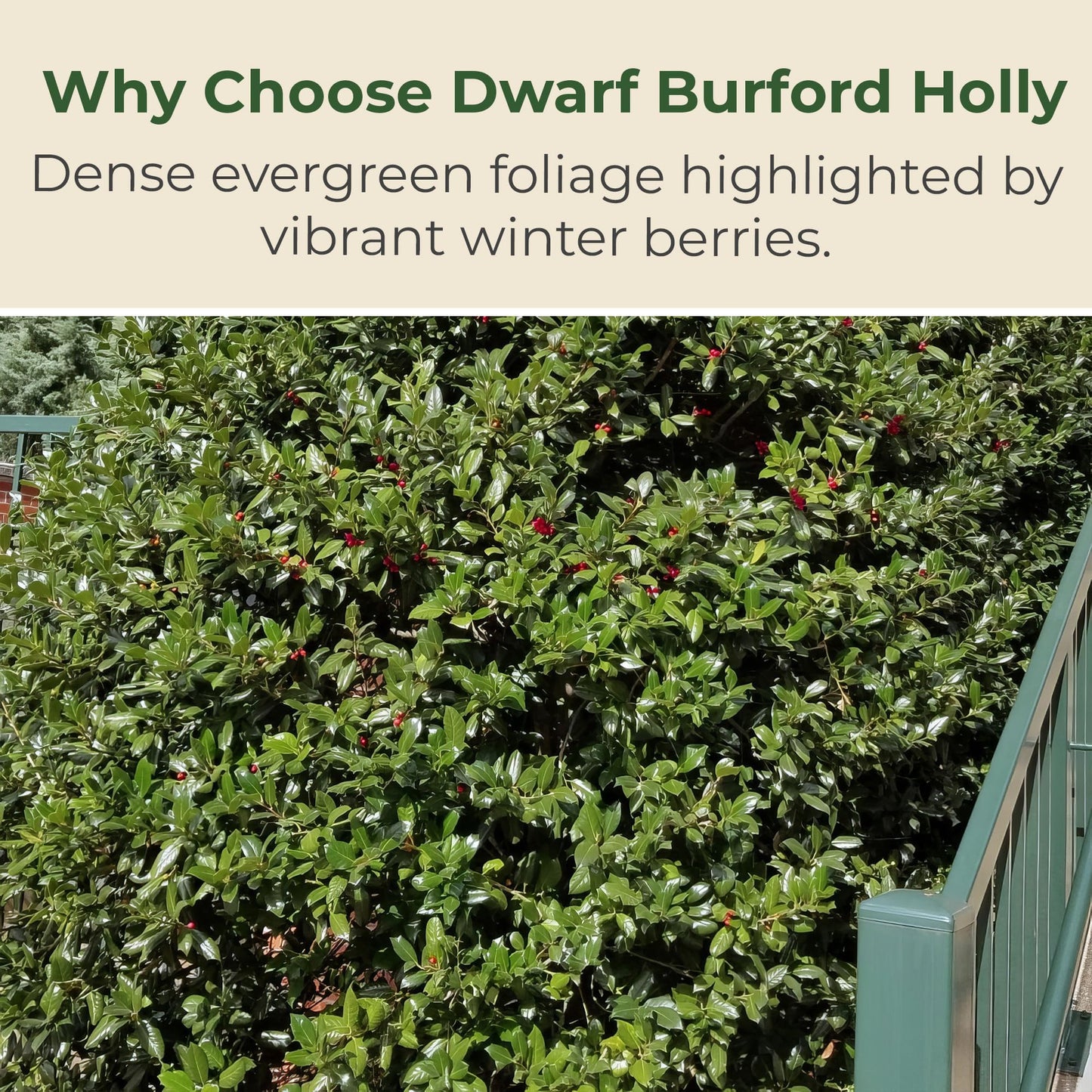 Holly Dwarf Burford Shrub – Compact Upright Evergreen Holly w/Small Showy White Flowers & Bright Red Berries for Formal Hedges & More - Grows Up to 10 ft in 3 Gal Grower Pot, USDA Zones 7–9, 1-Pack