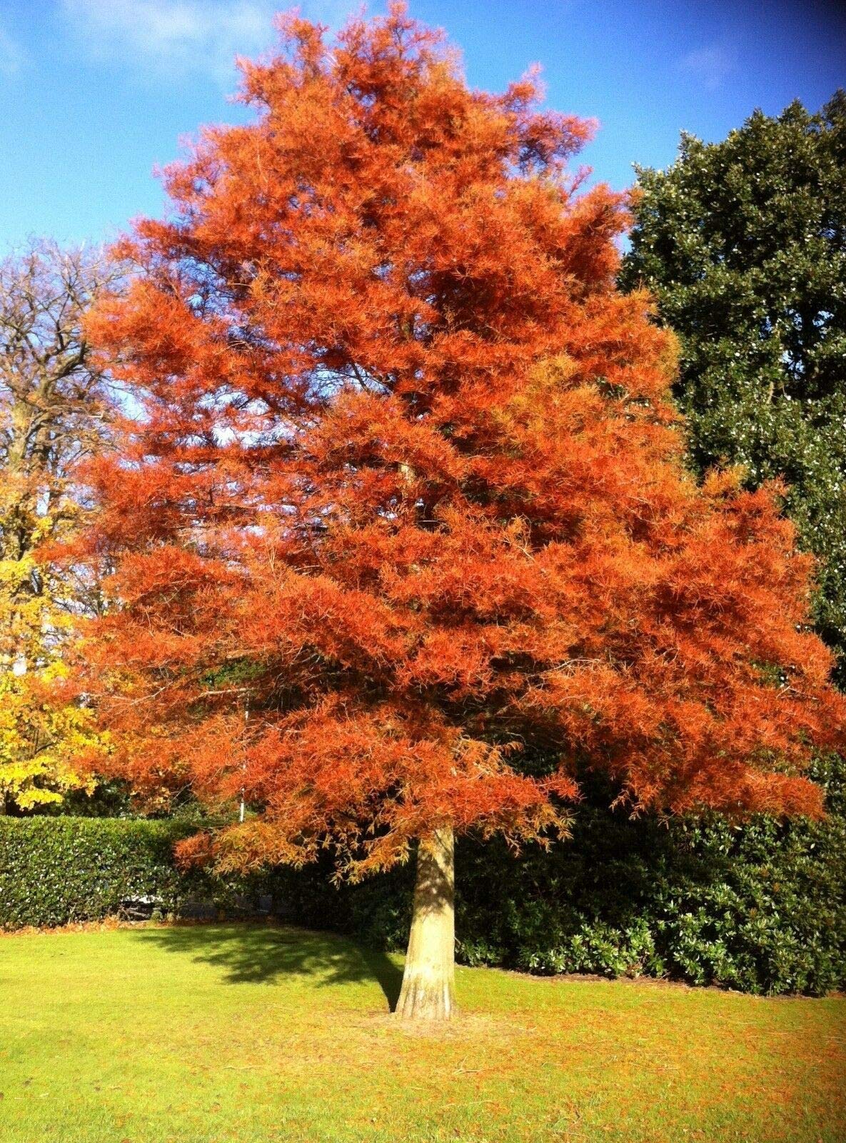 Dawn Redwood Tree - 8-12" Tall Live Plant - Quart Pot - Metasequoia glyptostroboides
