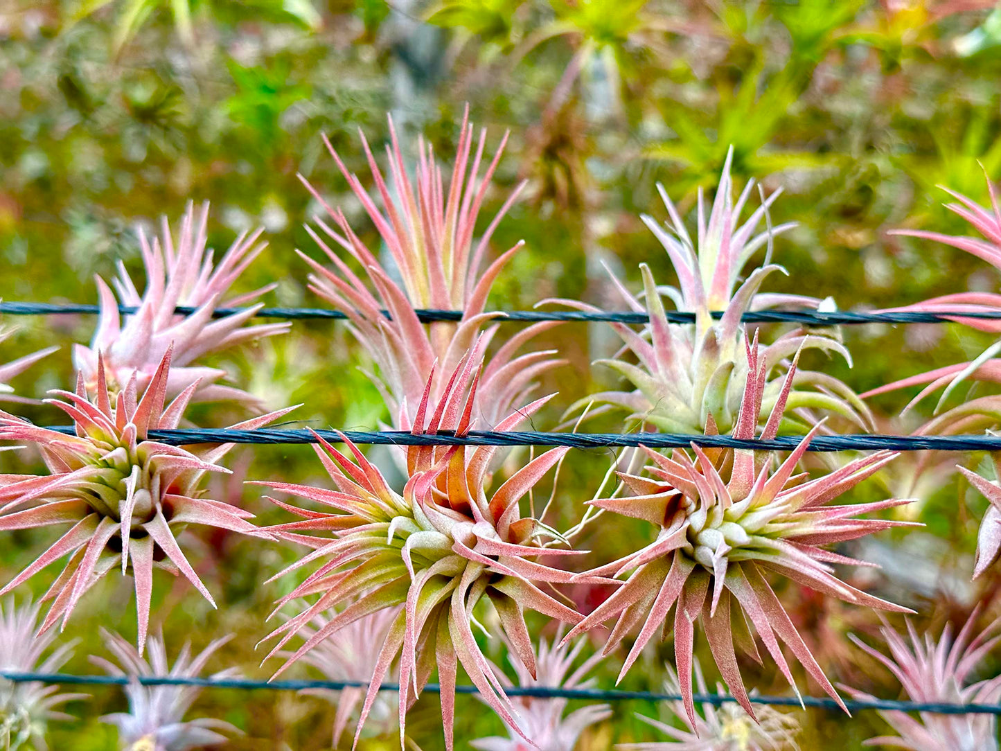 ragnaroc Air Plants Bulk - Tillandsia Ionantha Wholesale Pack, Regular 1-3" - 25ct - Live Arrival Guaranteed - House Plants for Home Decor & Gift