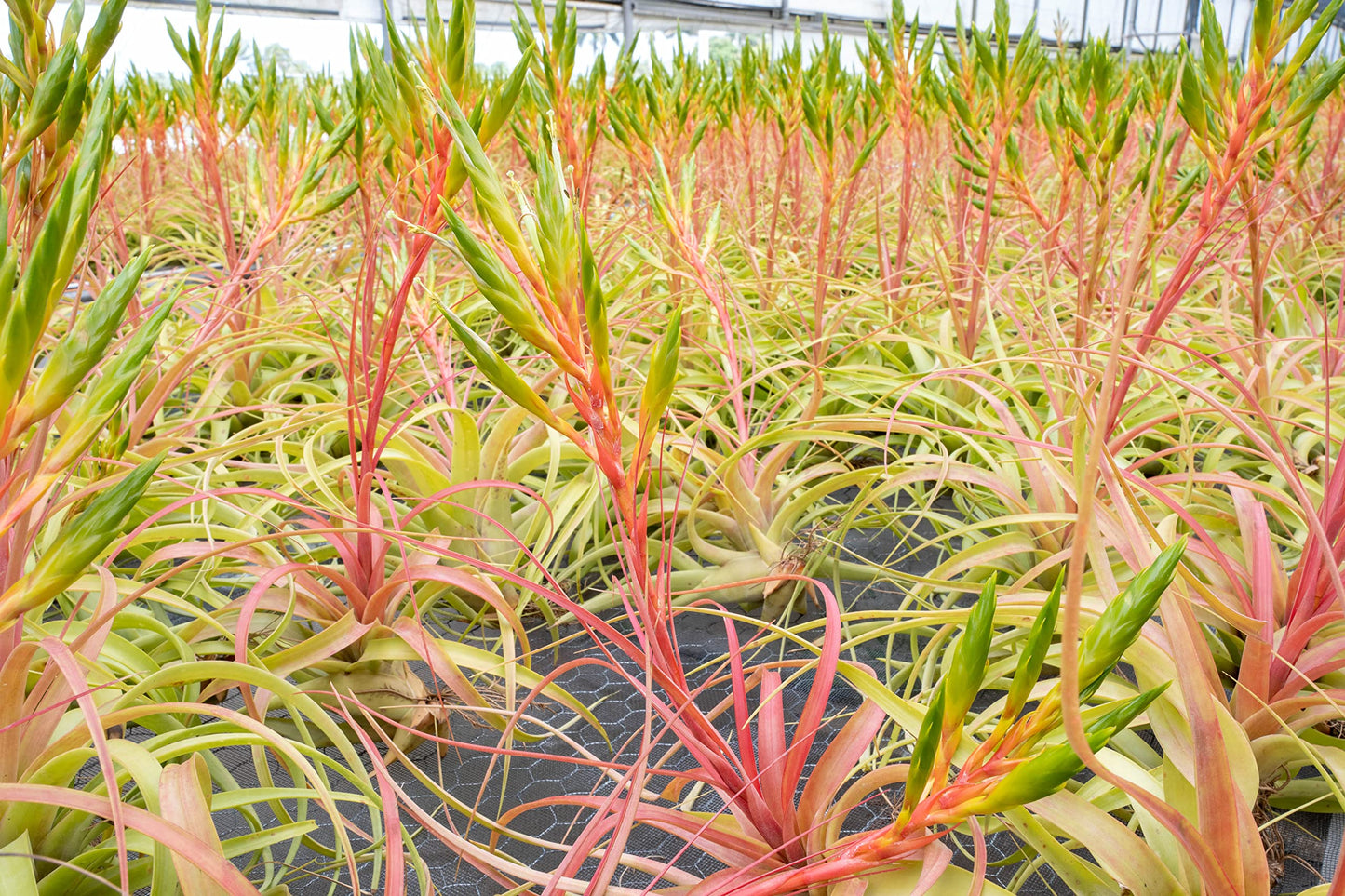 Air Plant Shop Tillandsia Roland Gosselini - Live Succulent House Plants - Home and Garden Decor - Easy Care Indoor and Outdoor Plants (Pack of 1)