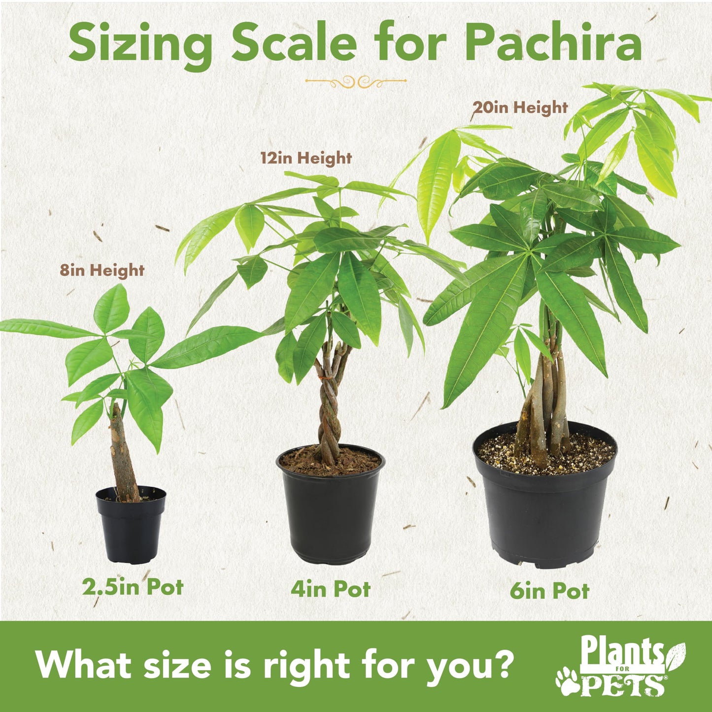 Live Money Tree Houseplant in 6" Grower Pot, Air Purifying Pet Friendly Plant, Easy Care for Beginners, Pachira Aquatica, Bonsai & Feng Shui Houseplants by Plants for Pets