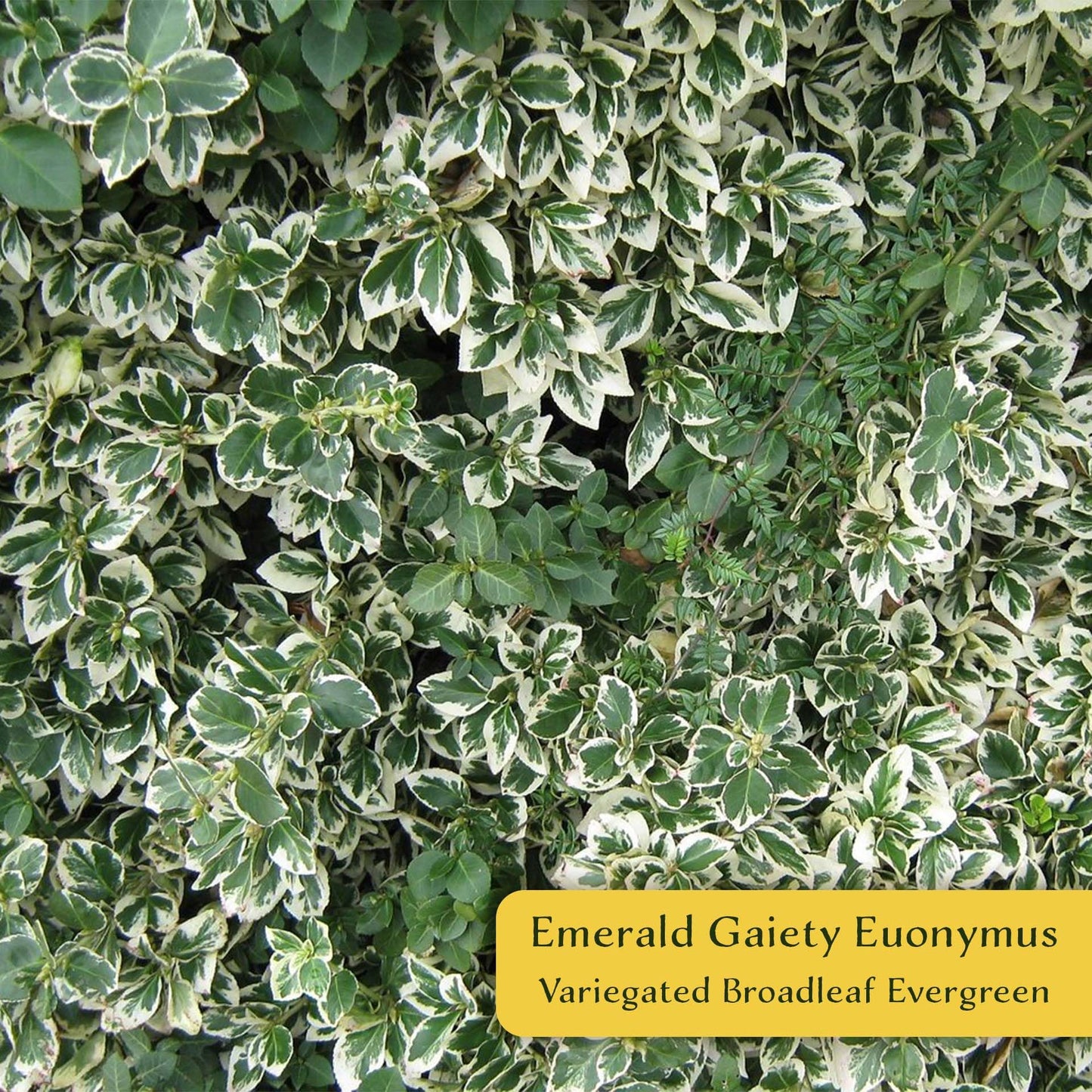 2 Emerald Gaiety Euonymus in 3.5” Nursery Cubes (Euonymus fortunei ‘Emerald Gaiety’) | Dense, Low-Growing Evergreen Shrub with Variegated Green and Cream Foliage | Live Starter Plants