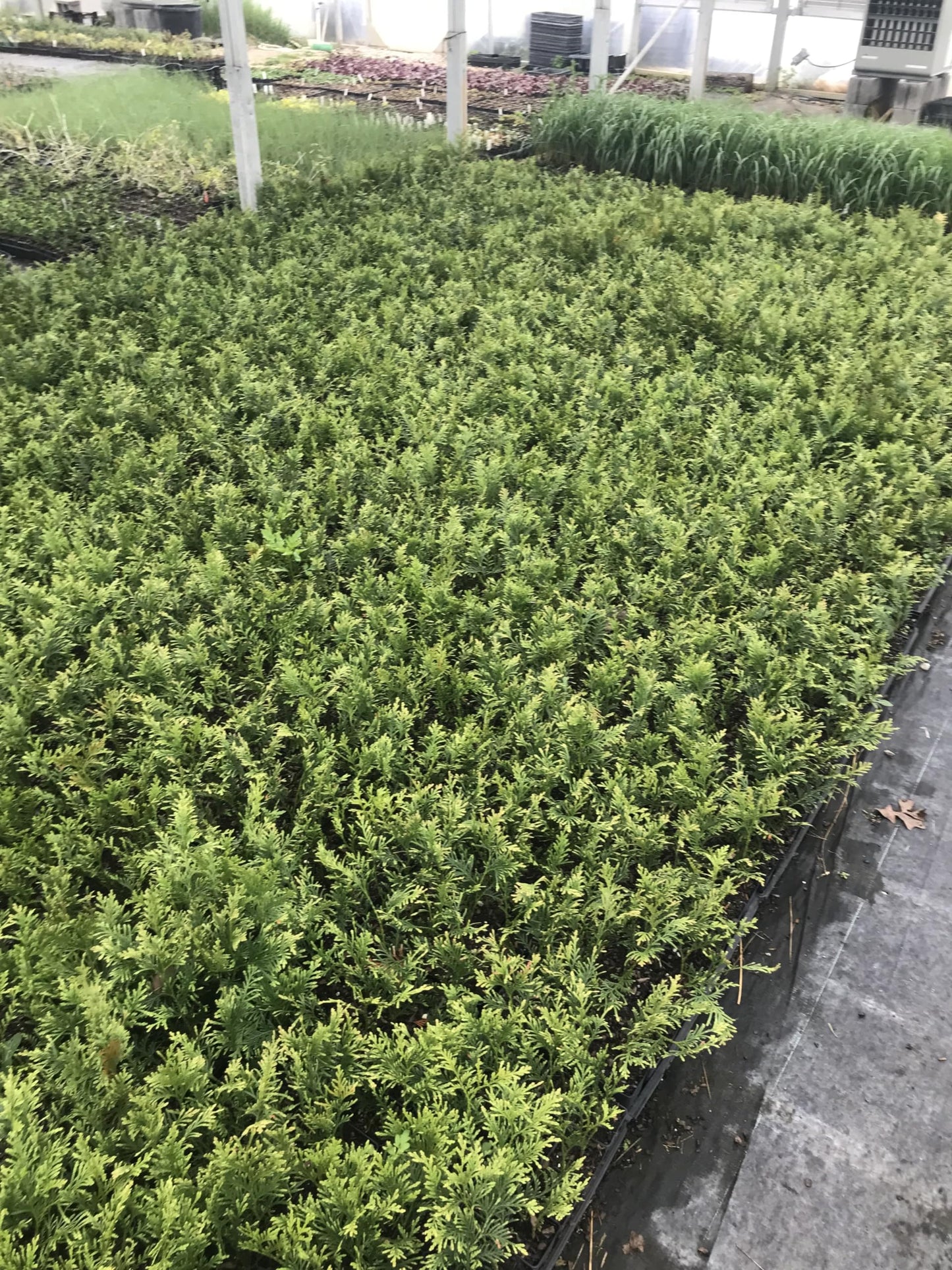 10 Arborvitae Green Giant Thuja Plicata 2.5 inch Pot 6-12" Tall