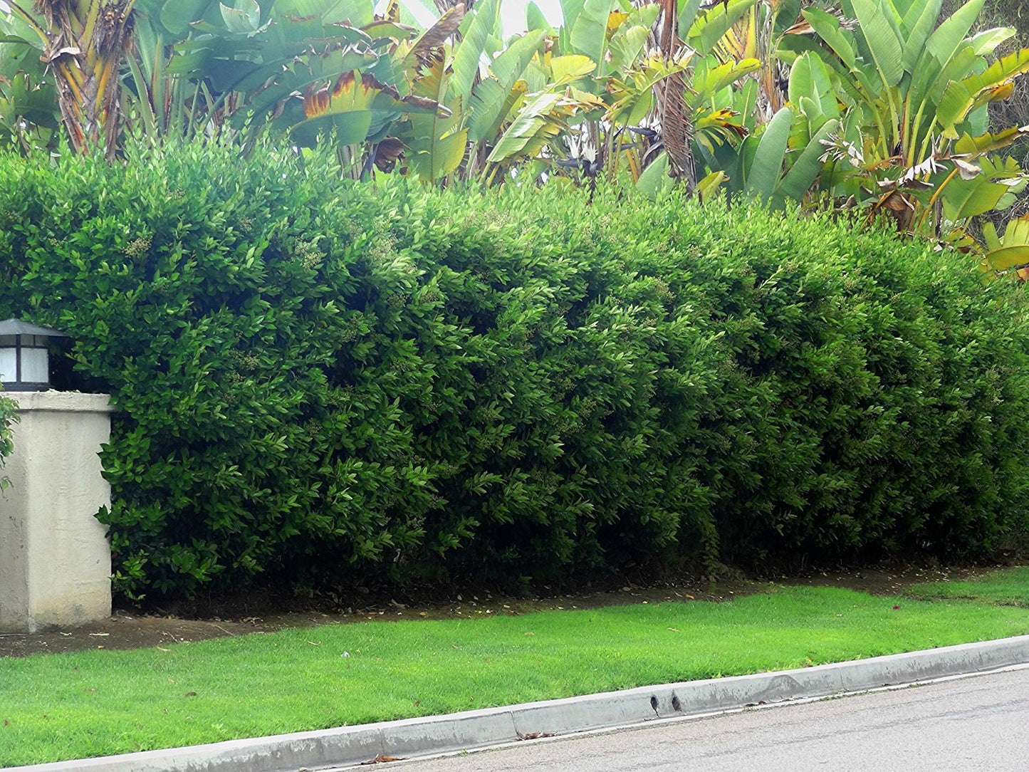 Ligustrum Waxleaf Privet - 15 Live Plants - Evergreen Privacy Hedge