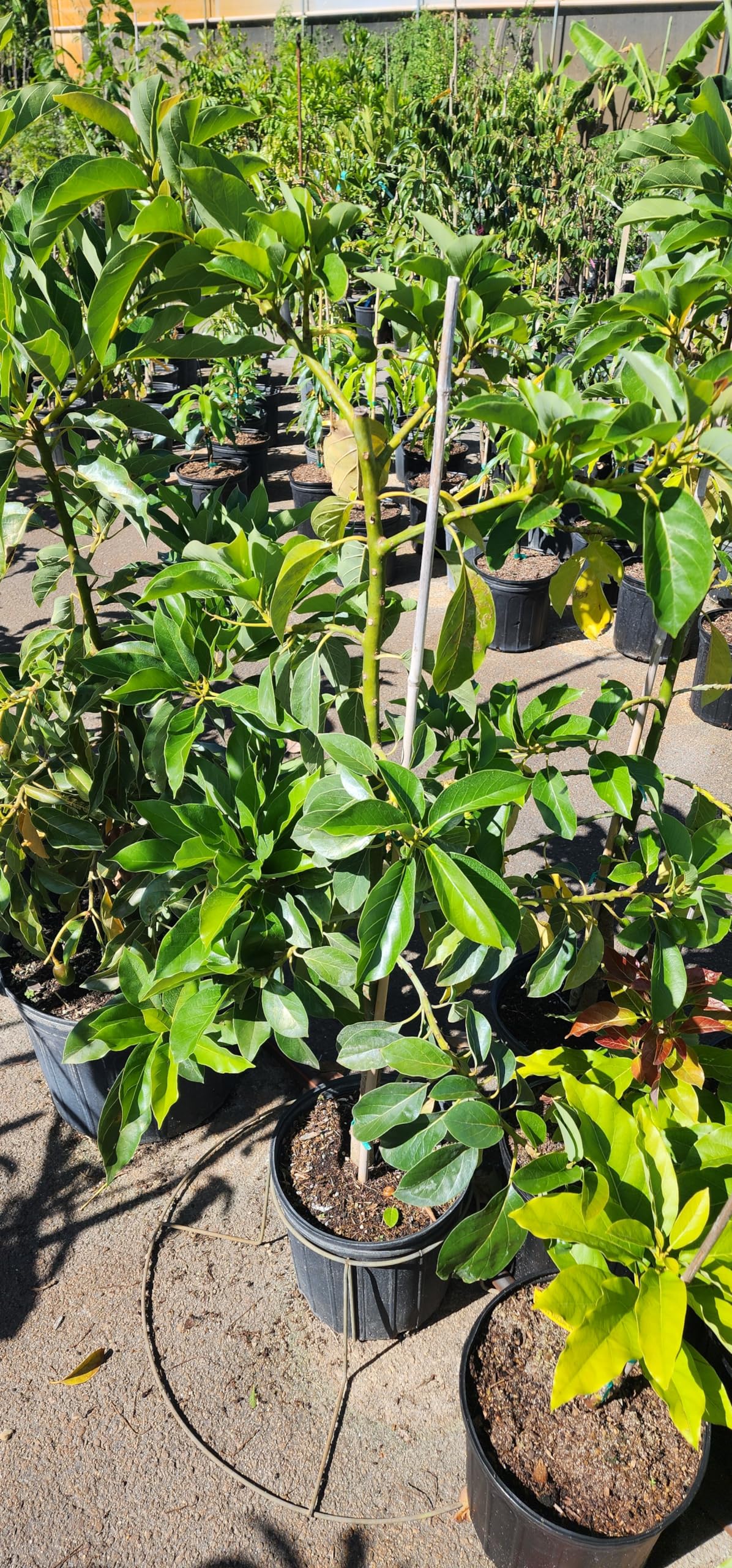 Generic Exotic PLANTSS Dwarf Avocado Tree (3 Gallon Bucket) Indoor Avocado Tree, Green