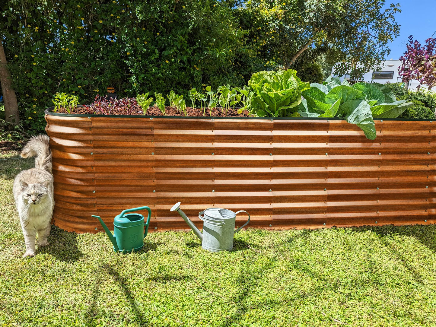 Plant & Plot Galvanized Raised Garden Beds Outdoor // 8×2×2 ft Planter Raised Beds for Gardening, Vegetables, Flowers (Dark Wood Grain) // Large Metal Garden Box // Patented Tool-Free Design