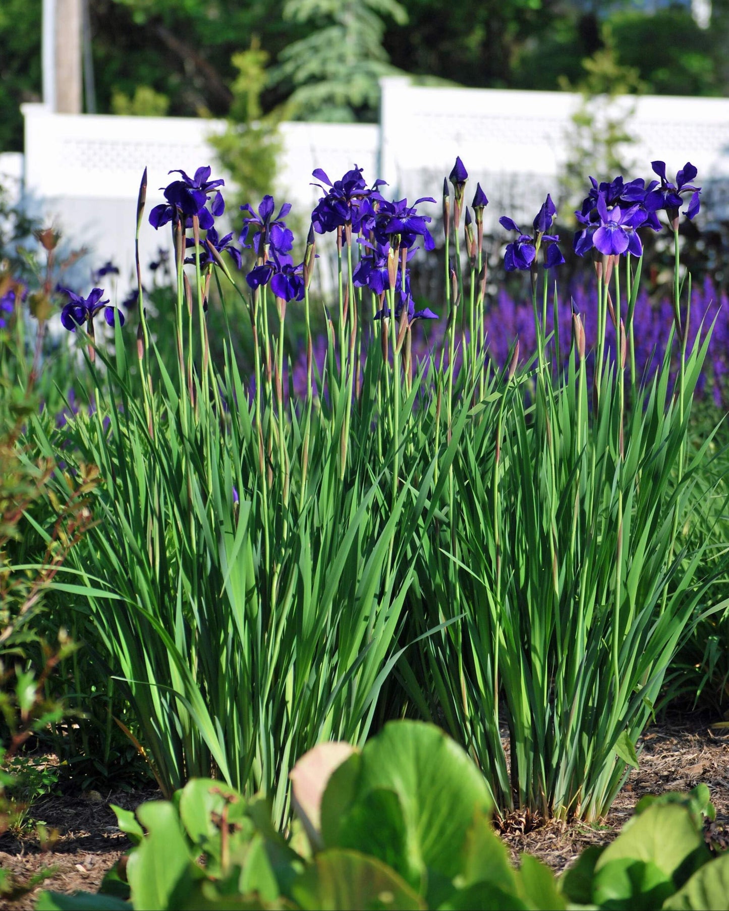 Perennial Farm Marketplace Iris s. 'Caesar's Brother' (Siberian) Perennial, Size-#1 Container, Deep Blue-Violet Flowers