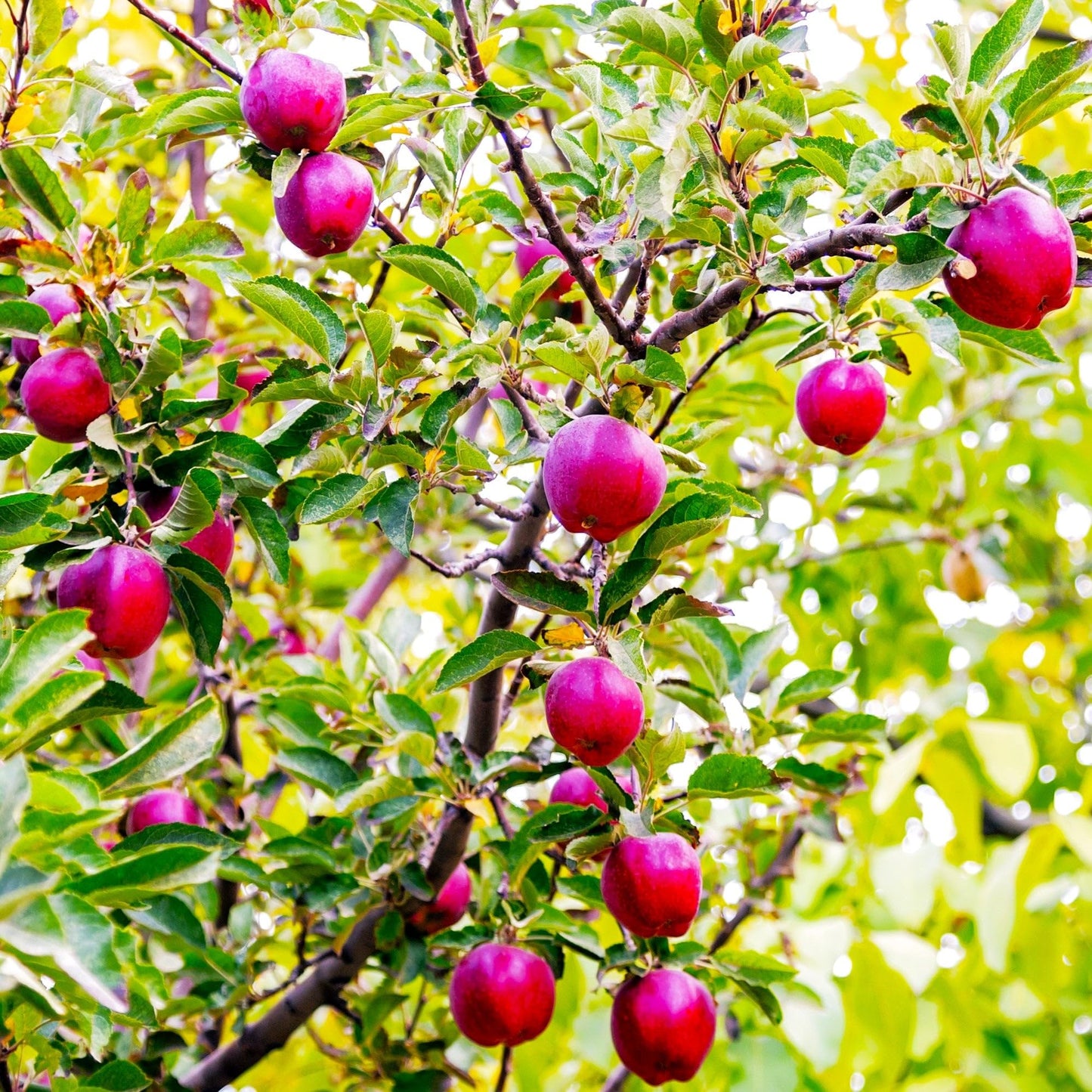 TomorrowSeeds - Red Delicious Apple Tree Seeds - 120+ Count - for 2026 Planting Malus Pumis Common Domestic American Pink Flowering Blossoms Perennial Fruit Trees Perennial Grow Your Own Home Farm