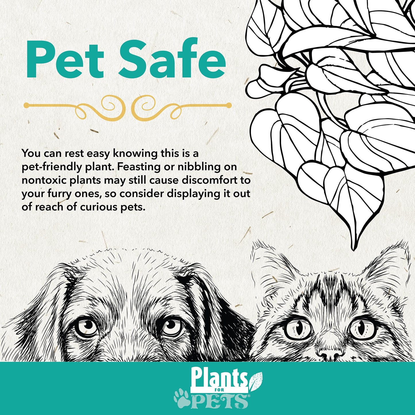 Plants for Pets Calathea Medallion, Pet Friendly Prayer Decor in 6" White Pot, Live Houseplant Gift, Cat Safe, Decorative Desk House Plants by Plants for Pets
