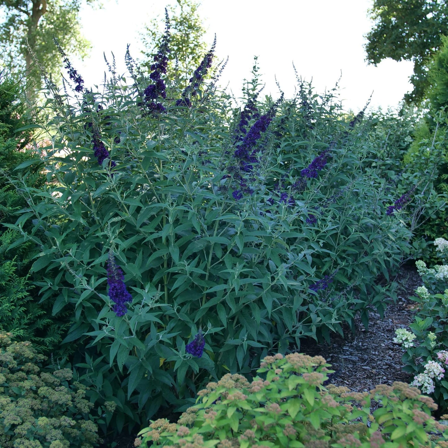 Proven Winners Darkest Night Butterfly Bush (Buddleia x) Live Plant, 4.5" Qt