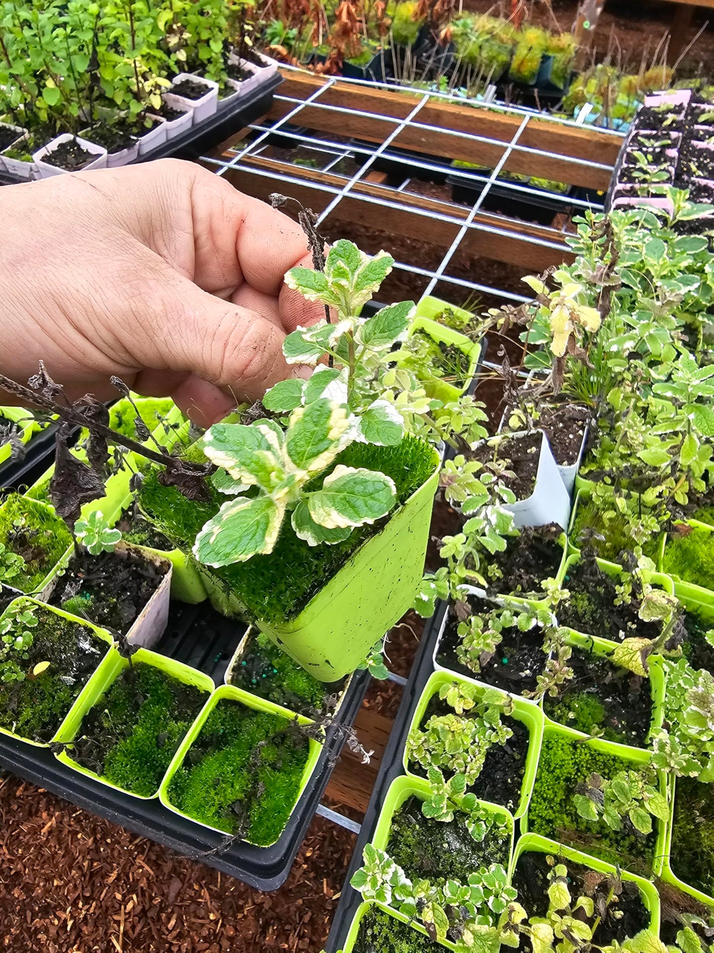 2pack Live Mint Plants, Pineapple Mojito