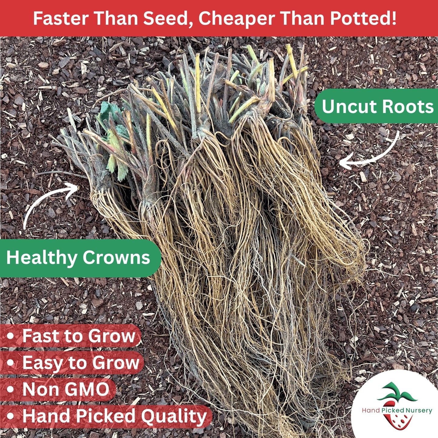 'Jewel' June Bearing Bare Root Strawberry Plants - Large Strawberries, High Yields, and Consistent Performance! from Hand Picked Nursery (5)