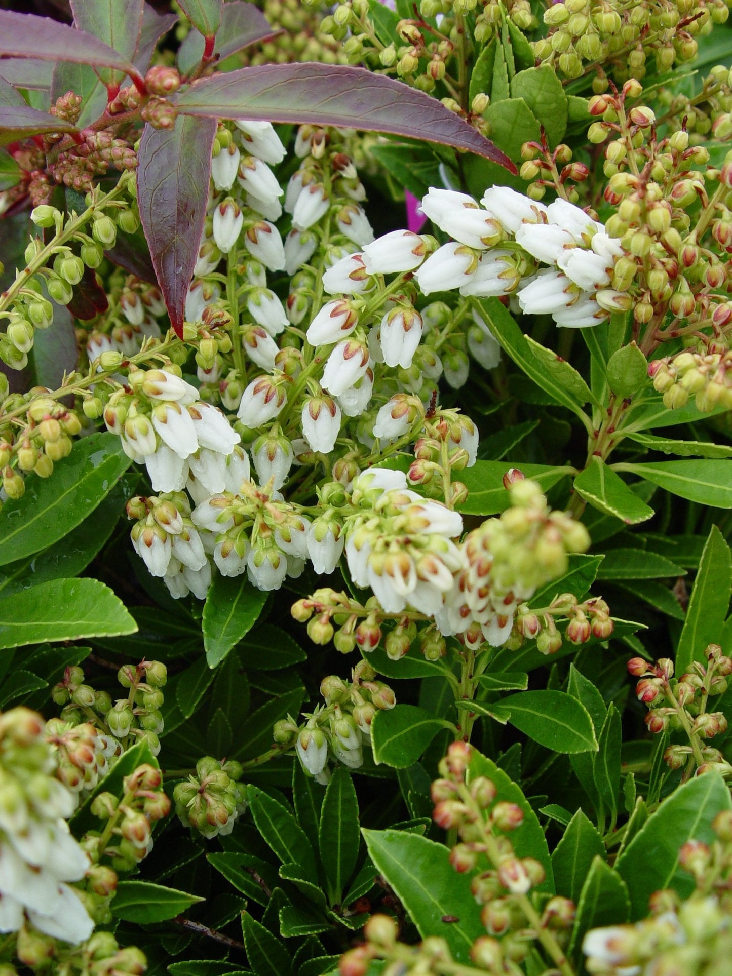 Pieris jap. 'Cavatine' (Cavatine Dwarf Andromeda) Evergreen, #2 - Size Container