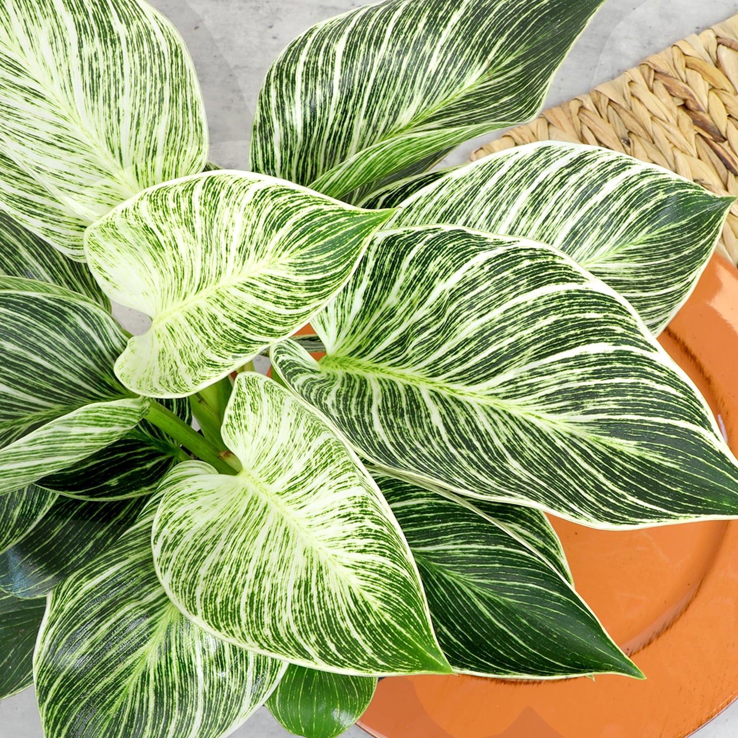 Variegated Philodendron Birkin House Plant Gift & Decor, Powerful Air Purifying Plant, Easy to Grow, Upright Philodendrons, Popular Live Indoor Plants, Includes 6" White Décor Pot, Unique Houseplants