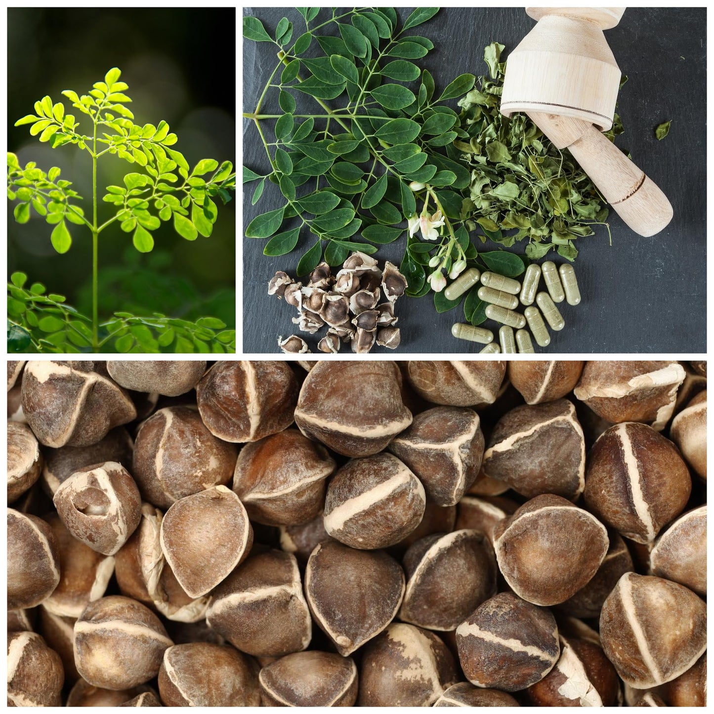Moringa Seeds for Planting - 10 g Packet ~30 Seeds - Grow Moringa Seeds to Eat - Moringa Plant Tree Seedlings - The Tree of Life, Moringa Oleifera
