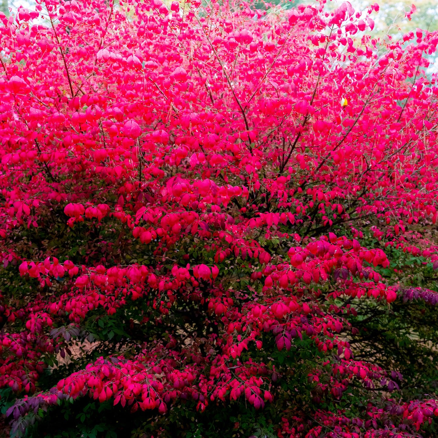 2 Bareroots Dormant Burning Bush Shrub Live Plants Rooted Cuttings, 6-12" Tall, Dormant, No Leaf, No Pot, Hardy Burning Bush Shrub for Outdoor Landscaping