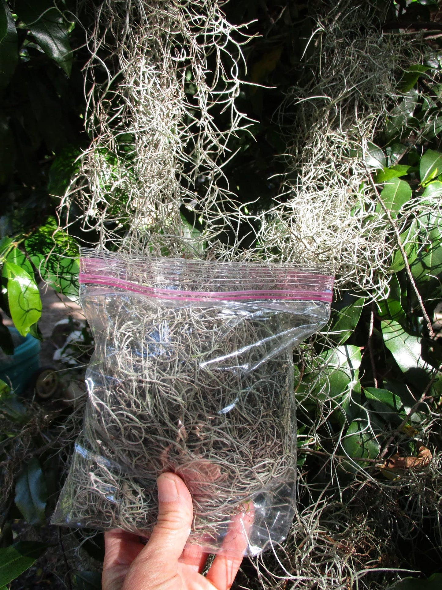 New, Fresh Organic Spanish Moss Live Air Plant OVERSTUFFED Quart Bag Picked from Our Farm & Area.You Buy, we Pick!