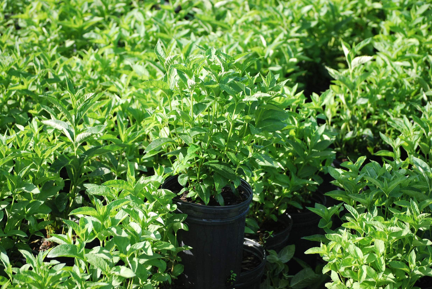 Perennial Farm Marketplace Chelone glabra (Turtlehead) Perennial, Size-#1 Container, White Flowers