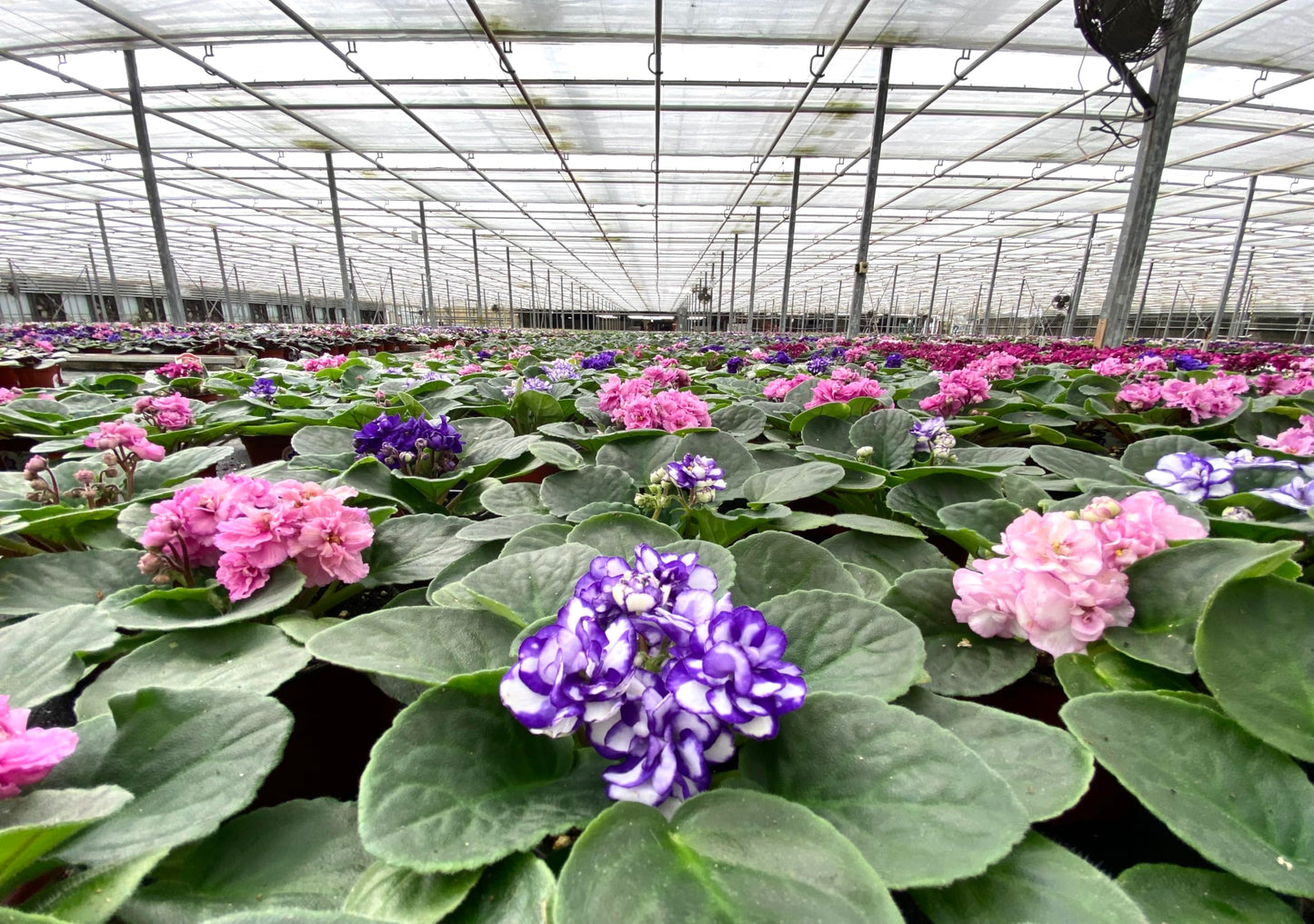 Optimara African Violet Variety Pack (2 Plants) 4" Pots, Grower's-Choice Assorted Varieties
