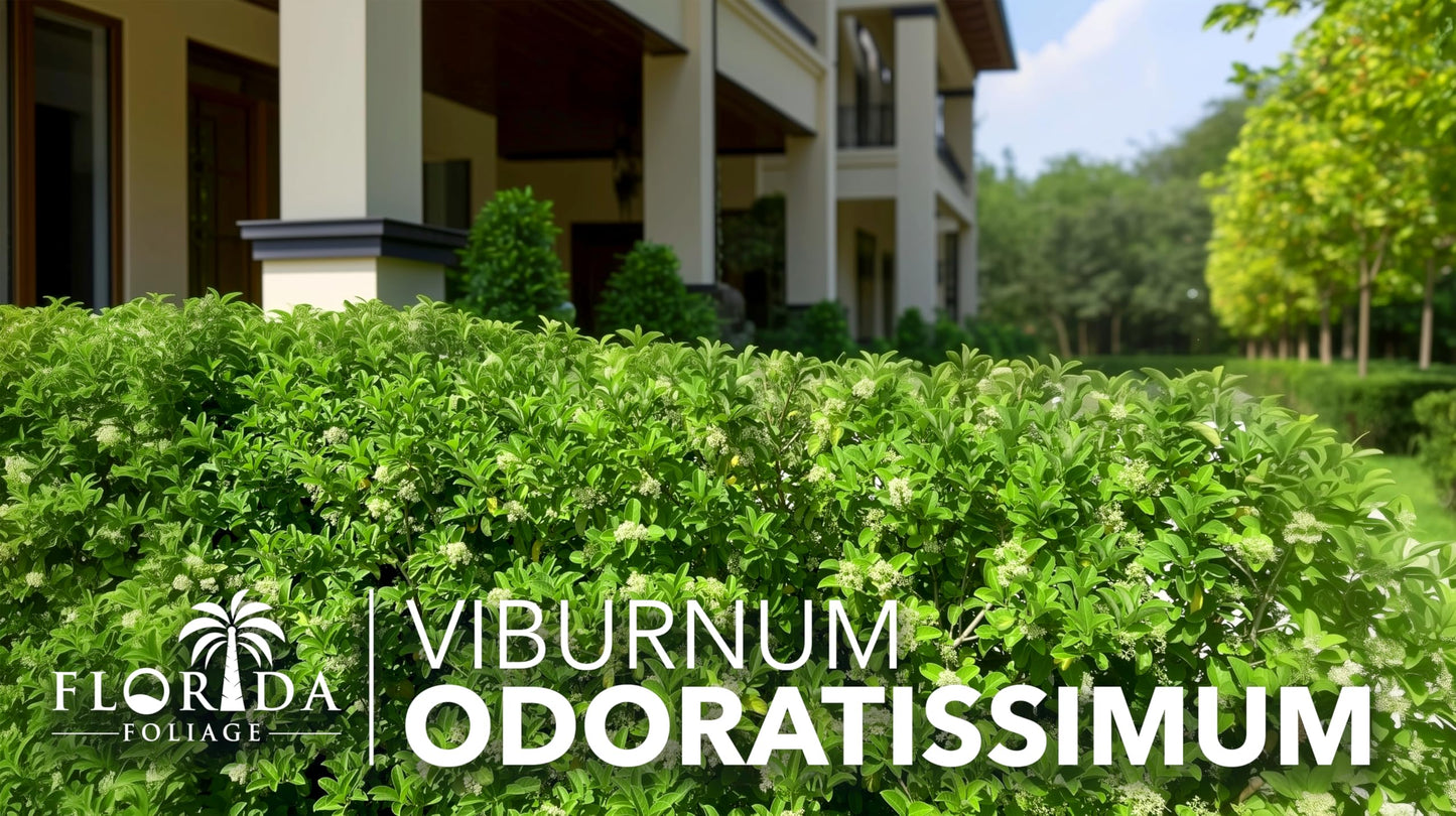 Viburnum Odoratissimum | 20 Live Plants | Fast Growing Shrub, Dense Evergreen Foliage, Fragrant White Flowers, Privacy Hedge, Low Maintenance, Drought Tolerant, Year-Round Interest