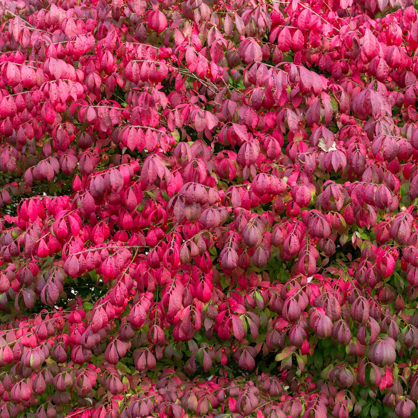 2 Bareroots Dormant Burning Bush Shrub Live Plants Rooted Cuttings, 6-12" Tall, Dormant, No Leaf, No Pot, Hardy Burning Bush Shrub for Outdoor Landscaping