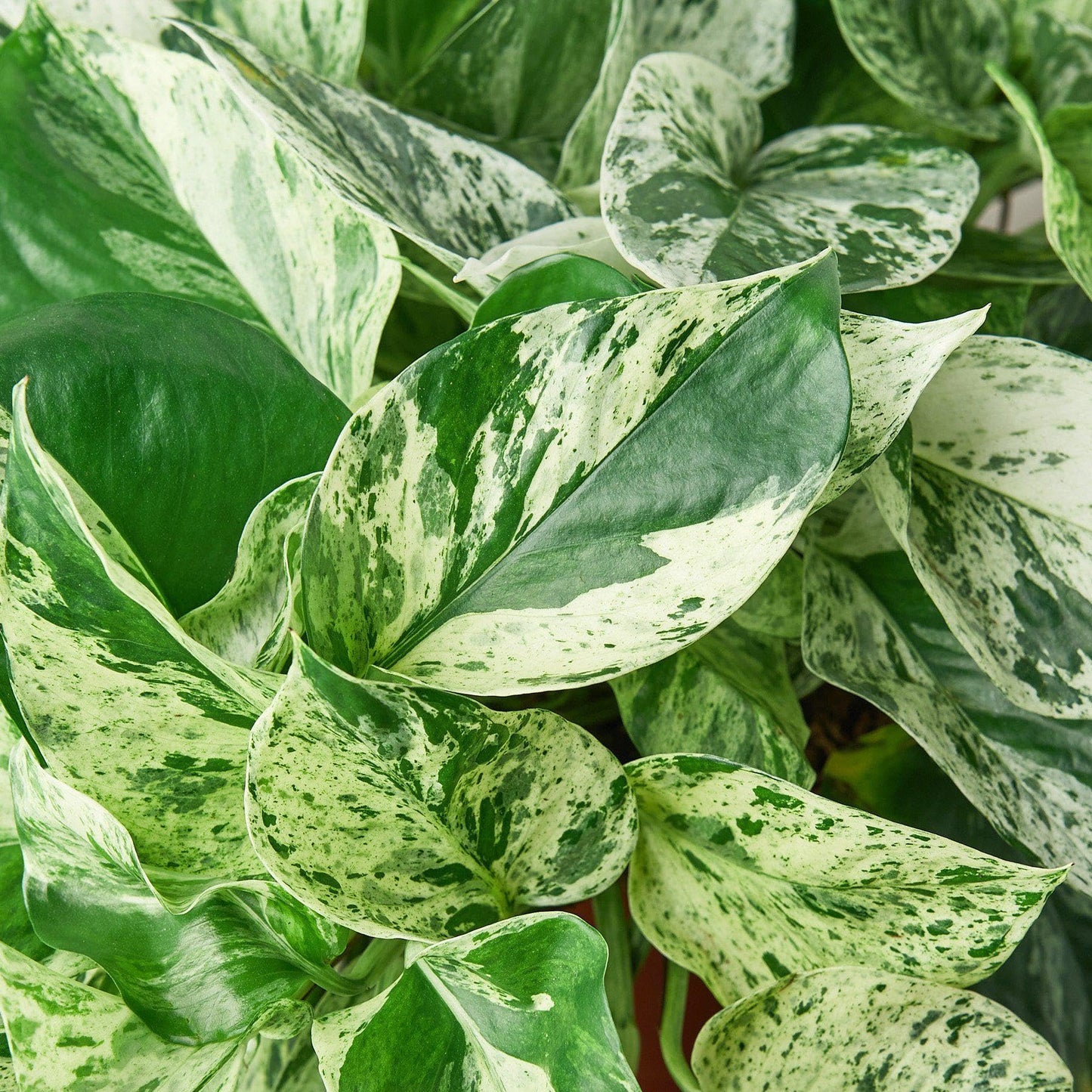 Pothos 'Marble Queen' | Live Plant for Indoor & Outdoor | for Living Room, Office, Bathroom | (3" Pot)