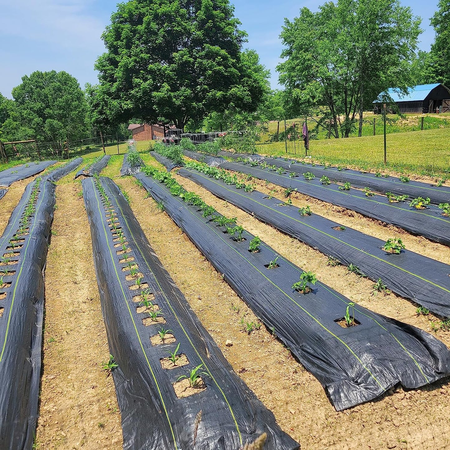 KANAGAWA 3oz Heavy Duty 6ft x 300ft Weed Barrier Fabric Professional Woven Landscape Ground Cover with 90 Landscape Staples, Landscape Fabric Density for Driveway Garden Yard Greenhouse Gardening