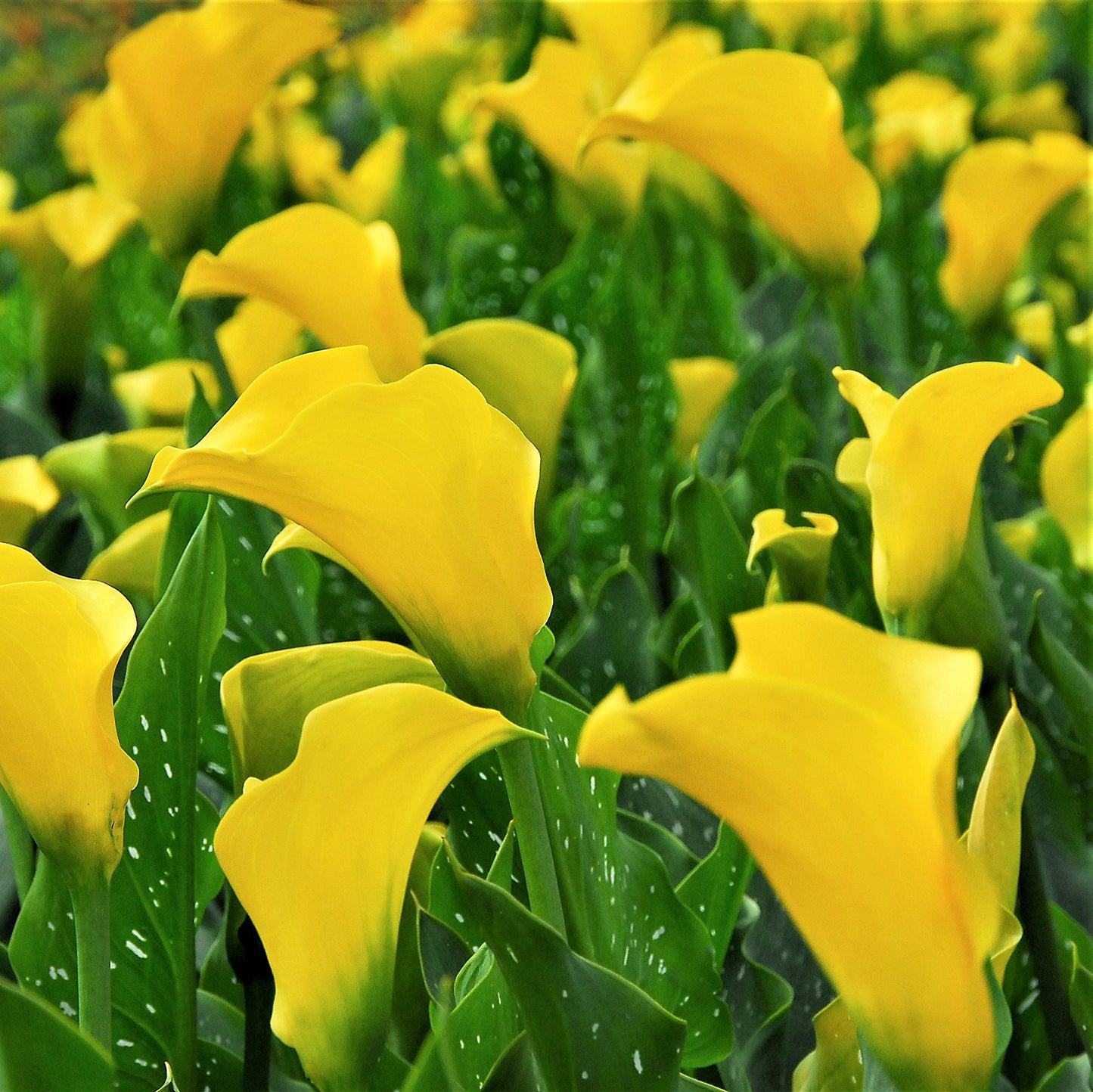 Easy to Grow Calla Lily Sun Club 3 Bulbs - Bright Yellow Flowers Blooms in Summer Sun Tropical Spring Planted