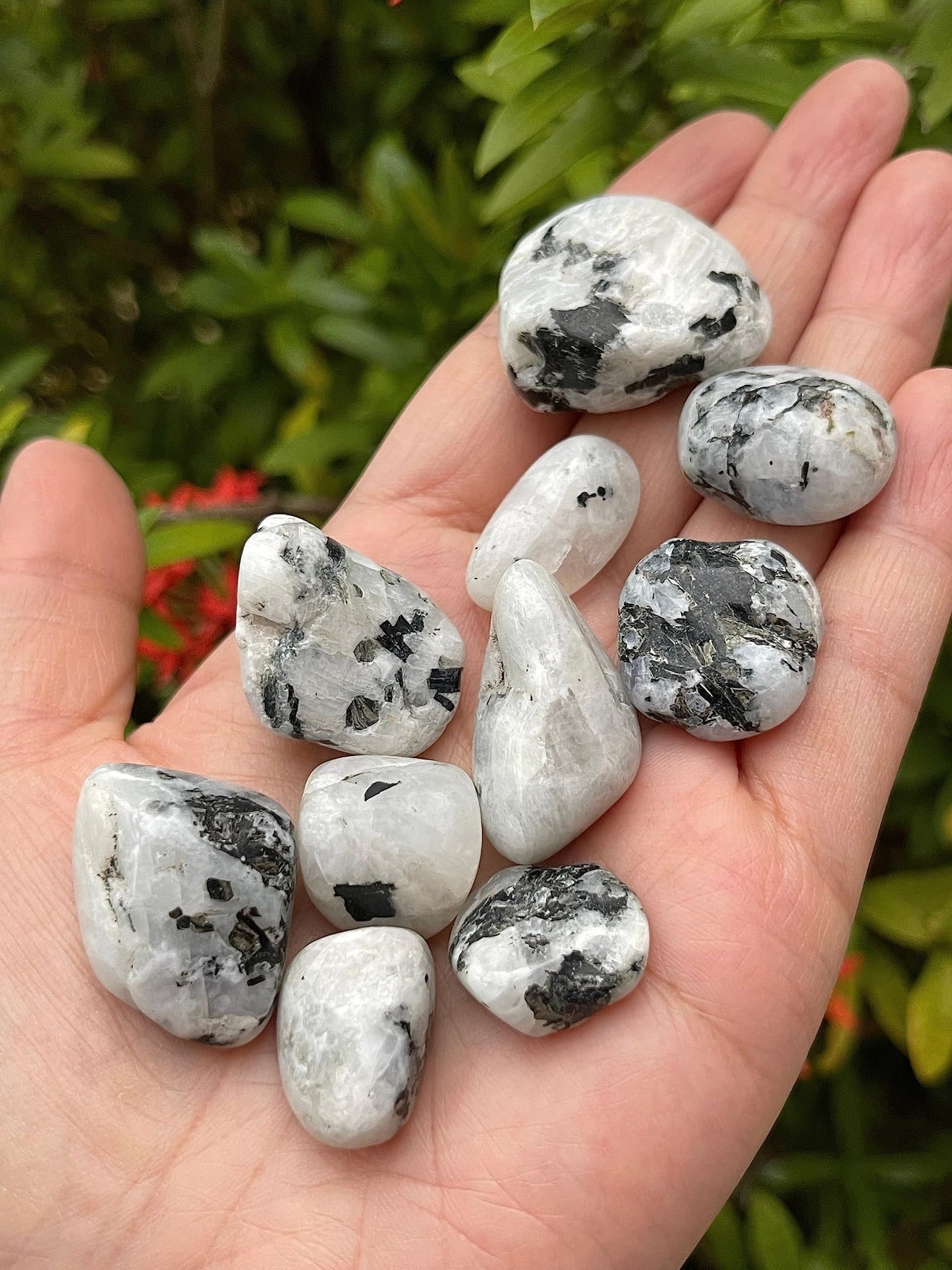 GAF TREASURES 5 Pcs Rainbow Moonstone Tumbled Stones, Polished Rainbow Moonstone Gemstone, Rainbow Moonstone Healing Crystals (Rainbow Moonstone)