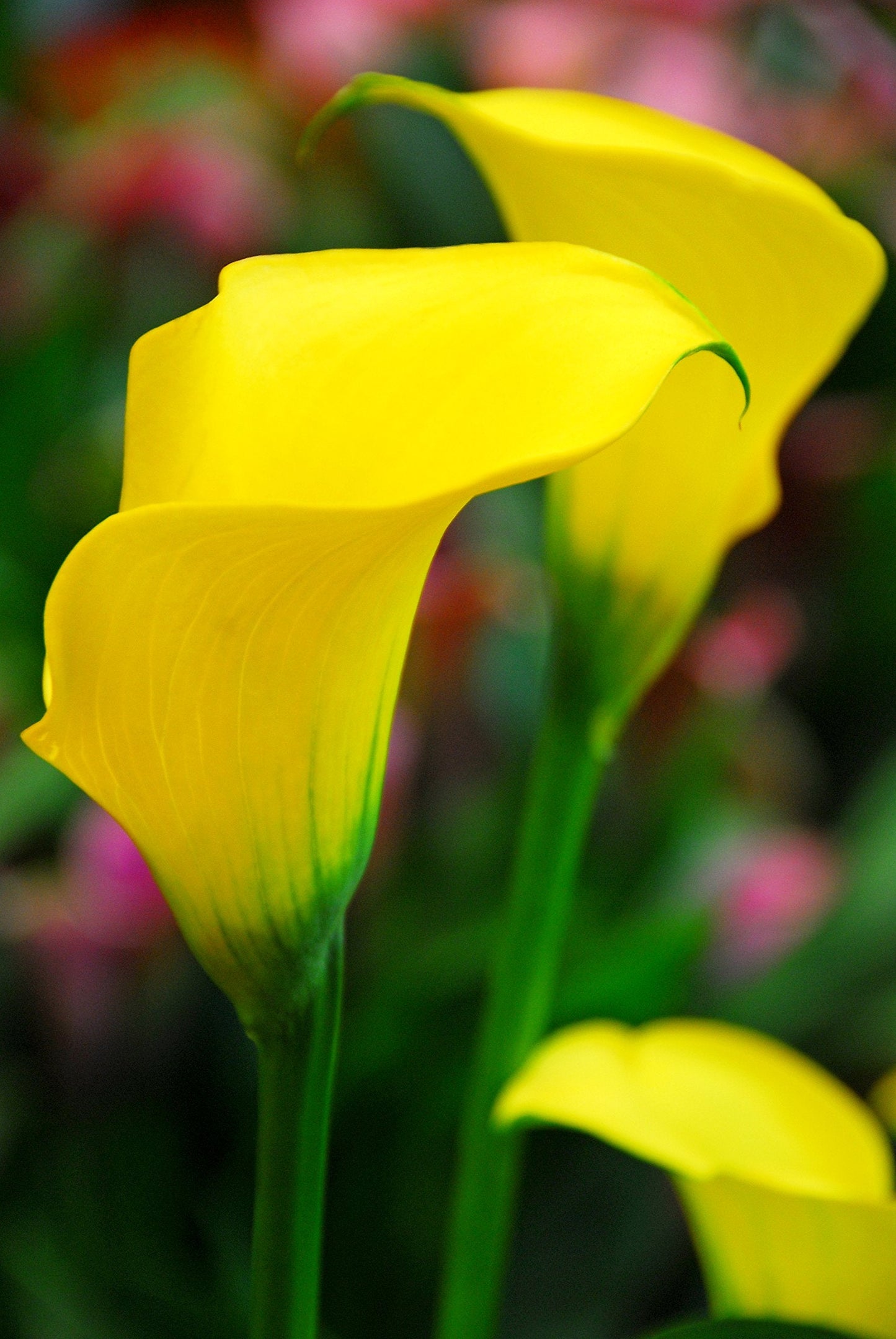 Easy to Grow Calla Lily Sun Club 3 Bulbs - Bright Yellow Flowers Blooms in Summer Sun Tropical Spring Planted