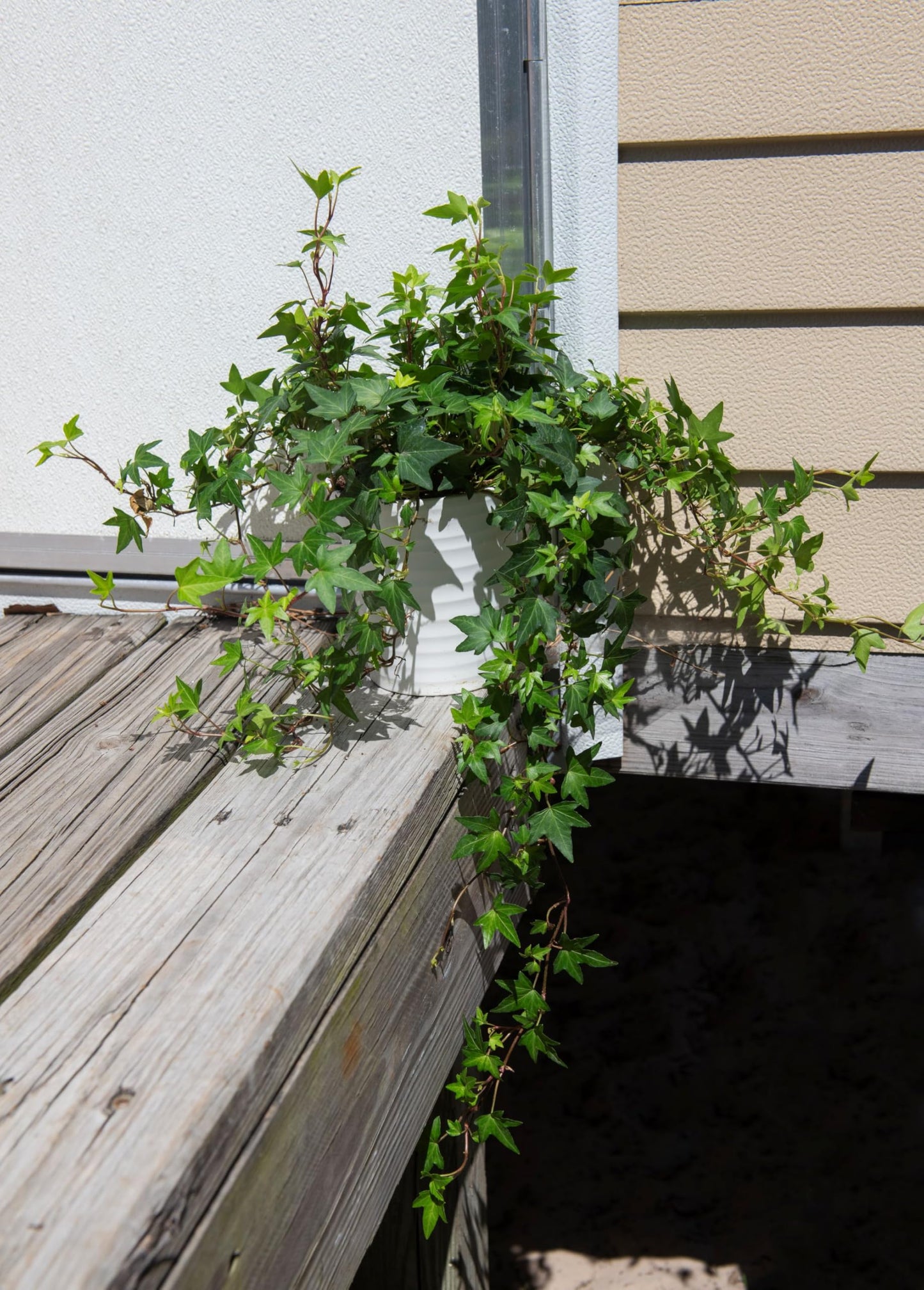American Plant Exchange English Ivy – Live 6-Inch Potted Trailing Vine, Low-Maintenance Air-Purifying Houseplant for Hanging Baskets, Shelves & Indoor Home or Office Décor