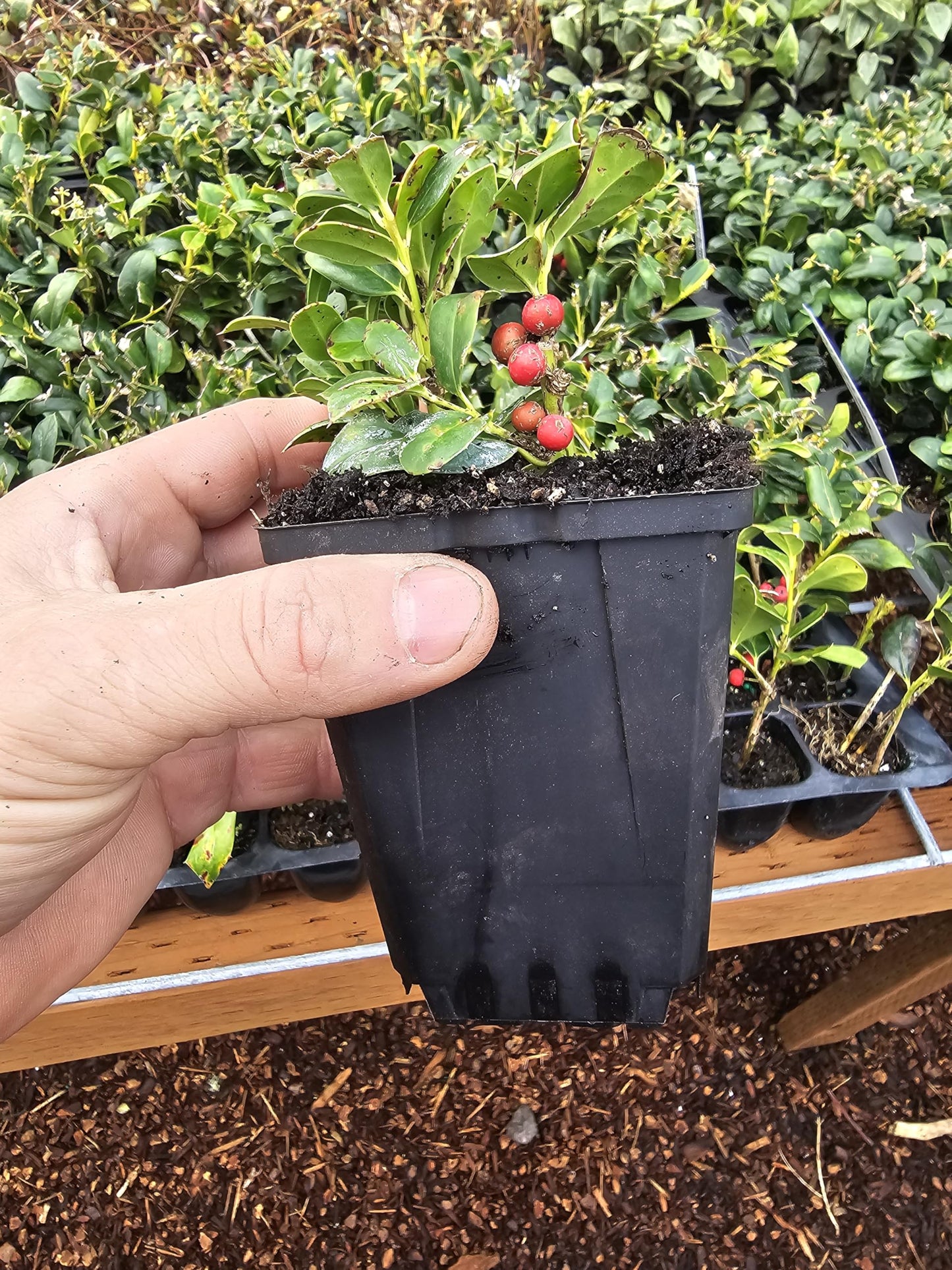 Live Dwarf Christmas Holly Berry Seedling Bush, Evergreen, Drought Tolerant, Full Sun, 3" Pot