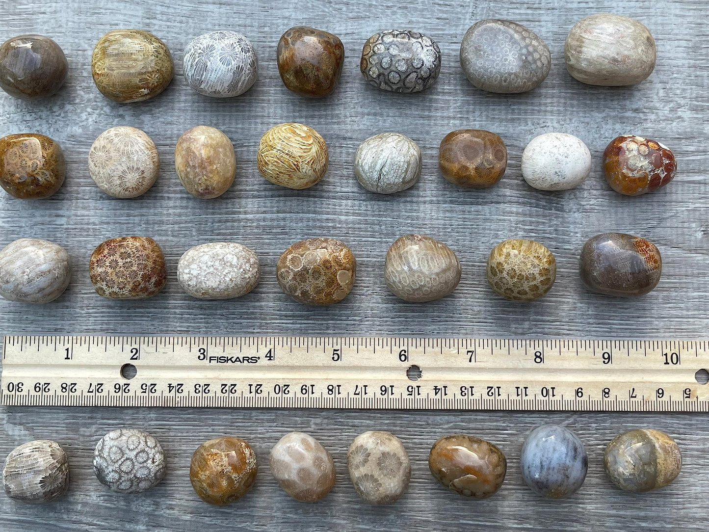 GAF TREASURES 5 Pcs Fossil Coral Tumbled Stones, Polished Natural Fossil Coral Gemstone, Fossil Coral Healing Crystals (Fossil Coral)