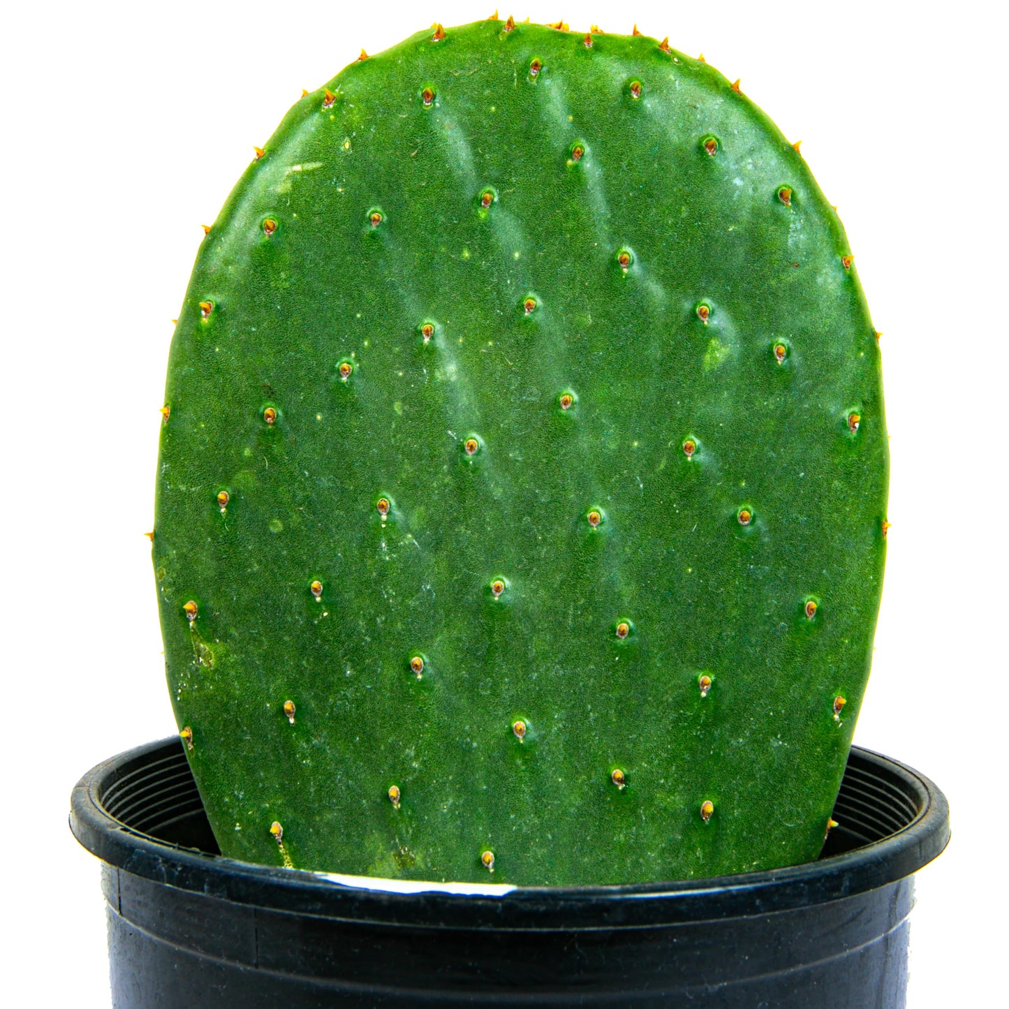 Cactus Outlet - Nopal Prickly Pear Cactus Plants Live - Live Cactus Plants - Nopal Cactus Plant Live - Prickly Pear Plant Live - Landscape Ready Cactus Plants Live Delivered Right to Your Door