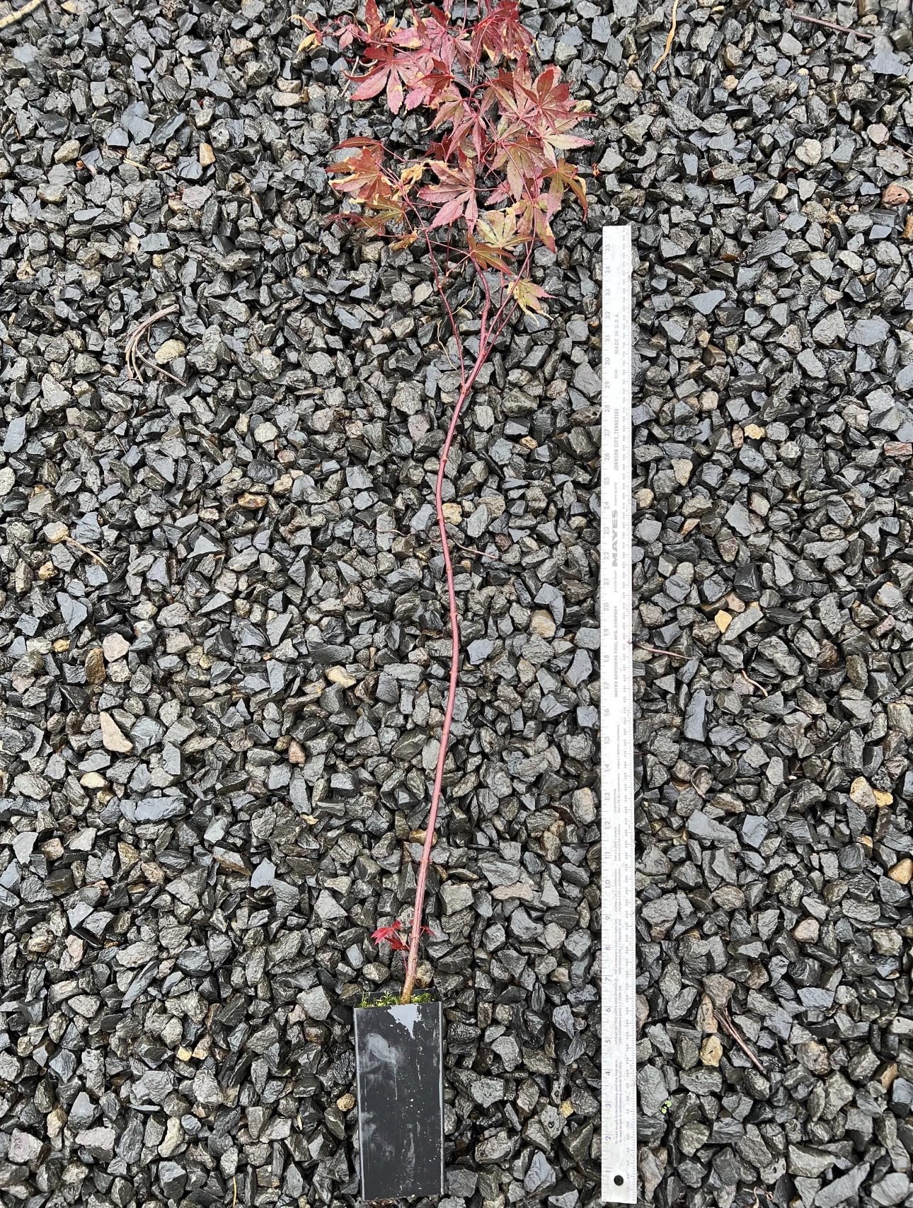 Bloodgood Red Japanese Maple Tree - 2 Year Live Plant - Acer palmatum 'Bloodgood' by - Japanese Maples and Evergreens