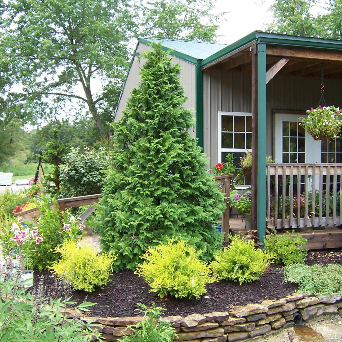 Proven Winners Soft Serve False Cypress (Chamaecyparis pisifera) Live Plant, 4.5" Qt, 4 Pack