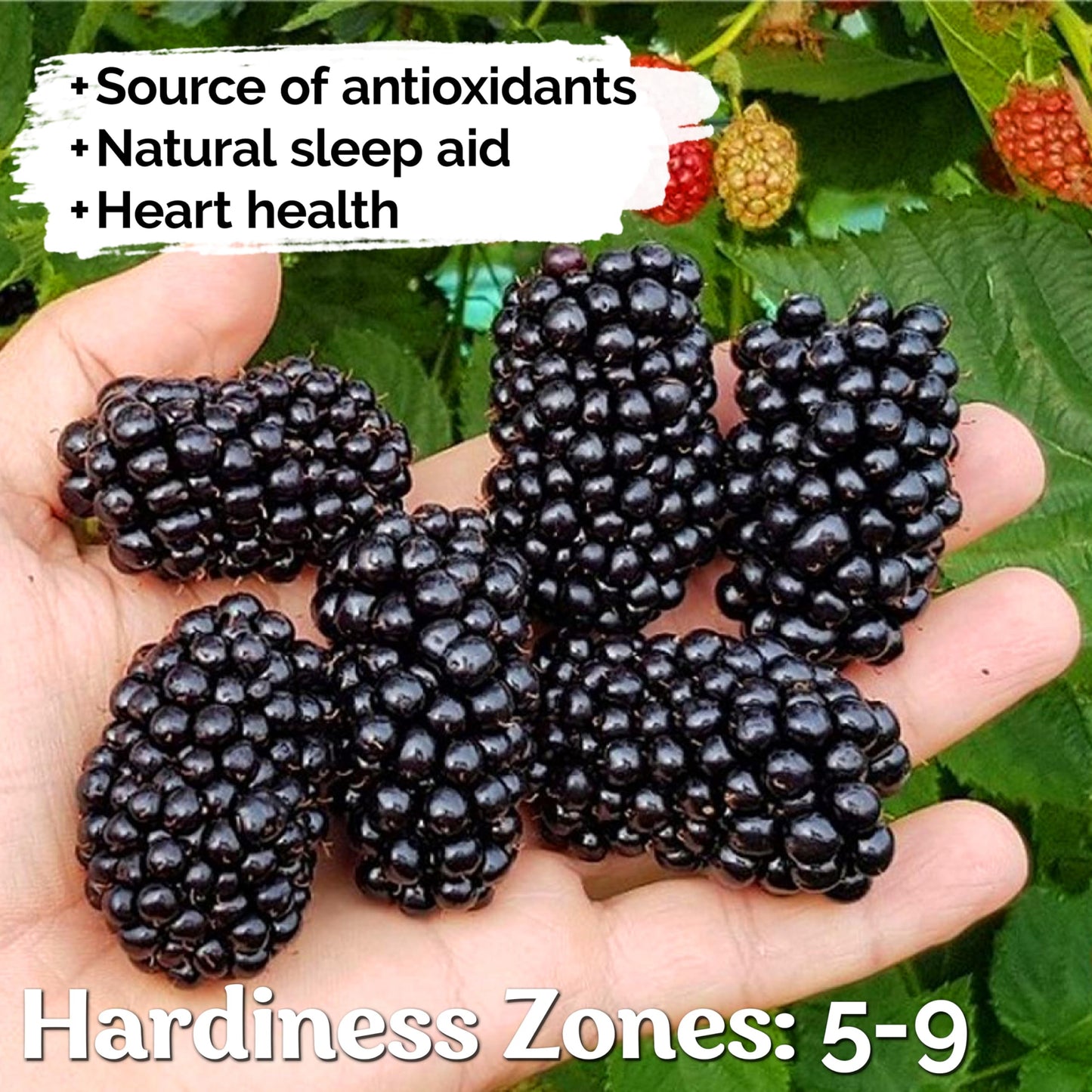 KVITER 600 Giant Thornless BlackBerry Seeds (Rubus Fruticosus) – Triple Crown BlackBerry Bush Seed, Huge & Sweet Organic Fruit Berries – Blackberries Heirloom Seeds for Outdoor Garden & Containers