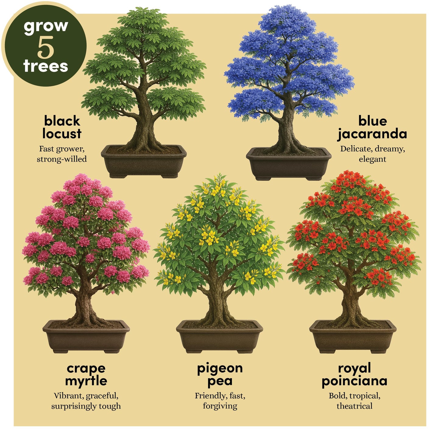 Planter's Choice Bonsai Tree Starter Kit - Mothers Day Gifts for Women, Men - Birthday Gifts for Adults - Indoor Live House Plants - DIY for Adults Craft Kits - Unique Hobby Gift Gardening Lovers