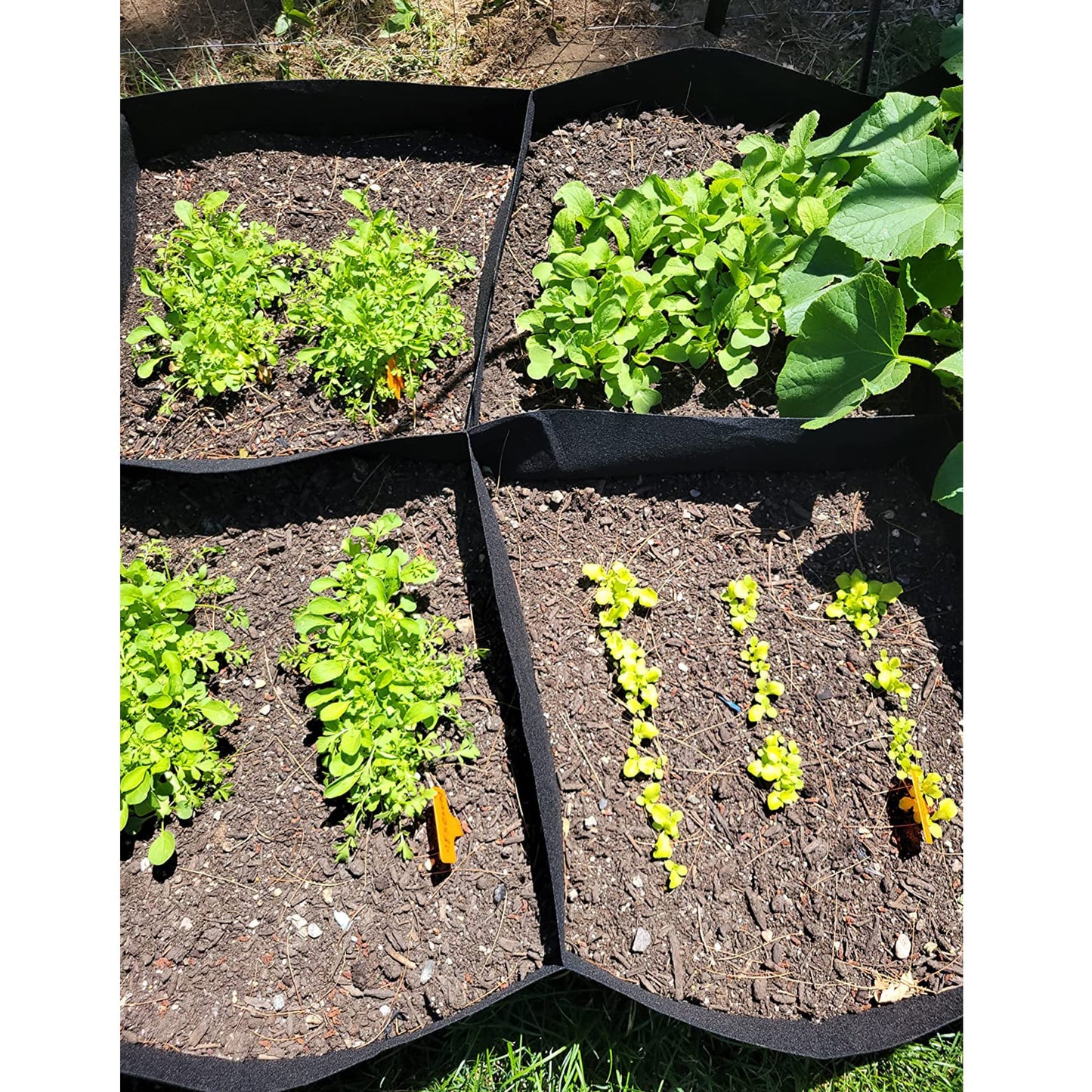 CJGQ Fabric Raised Garden Bed 4x2x1ft Garden Grow Bed Bags for Growing Herbs, Flowers and Vegetables 55 Gallon