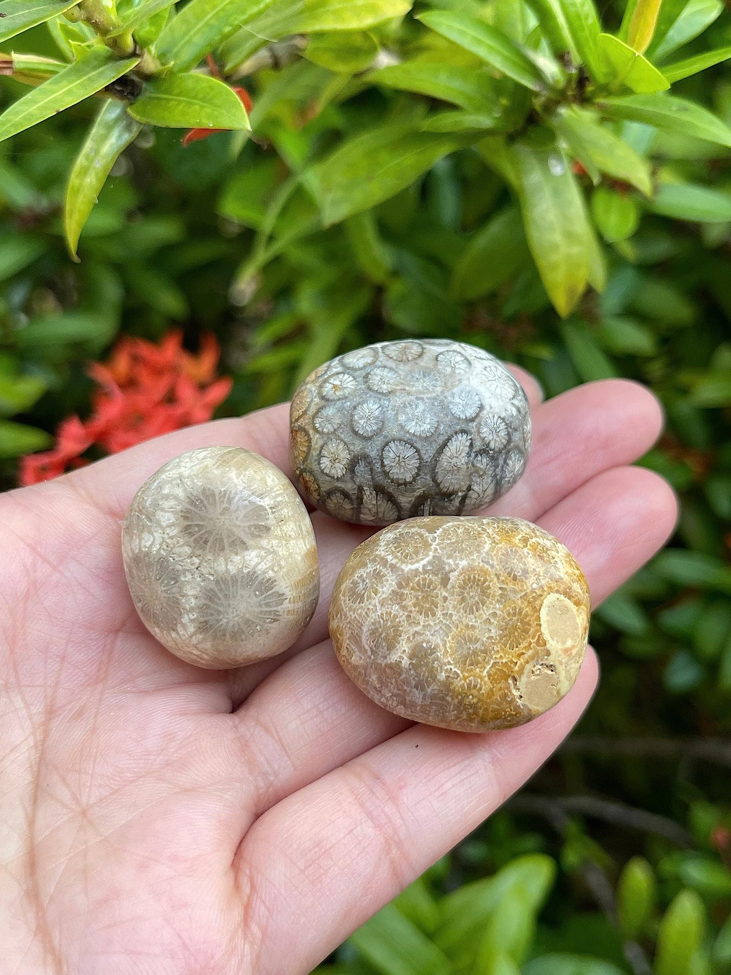 GAF TREASURES 5 Pcs Fossil Coral Tumbled Stones, Polished Natural Fossil Coral Gemstone, Fossil Coral Healing Crystals (Fossil Coral)